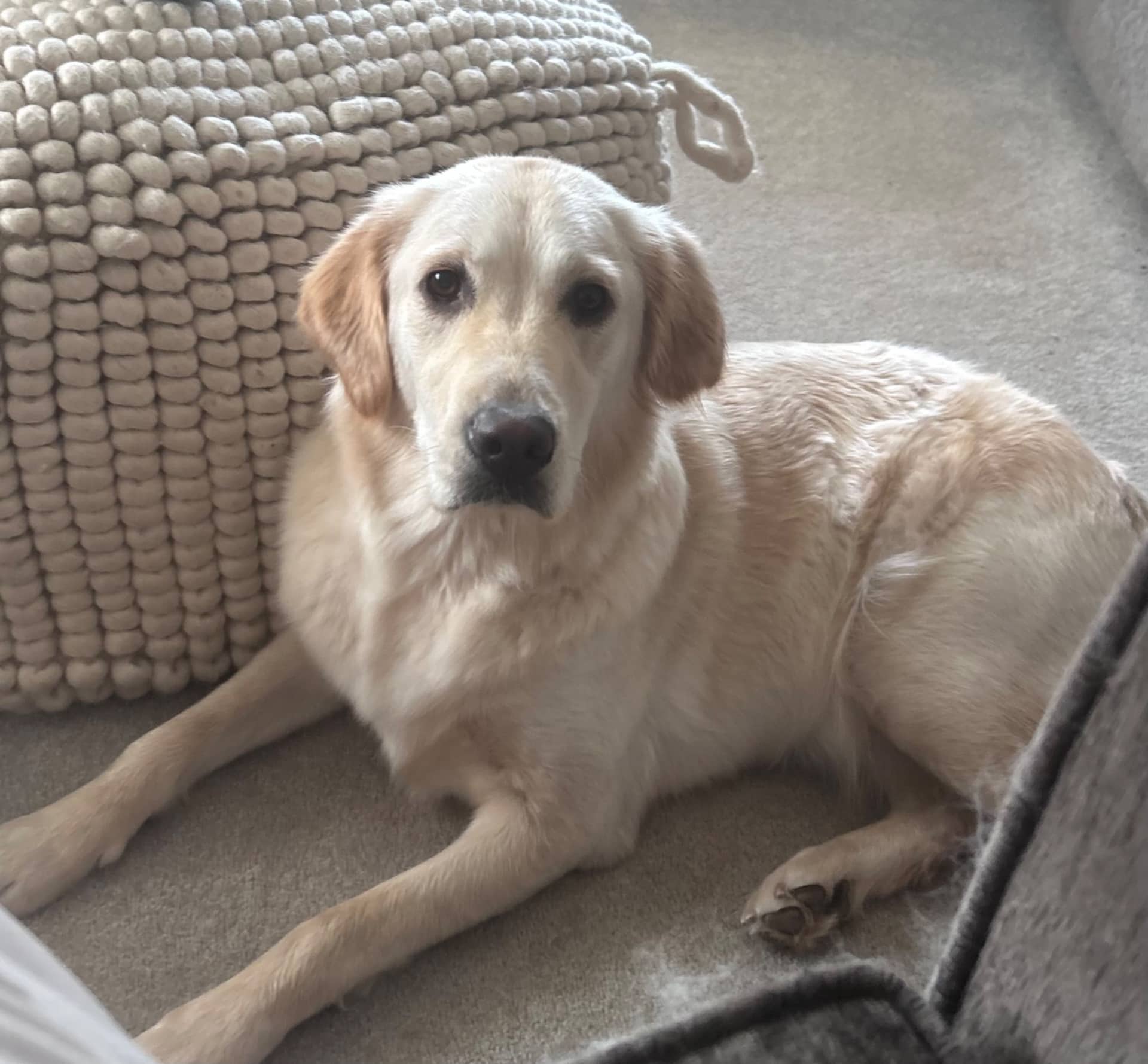 Lucie - Golden Retriever available for adoption at Owner Rehoming in Red Deer