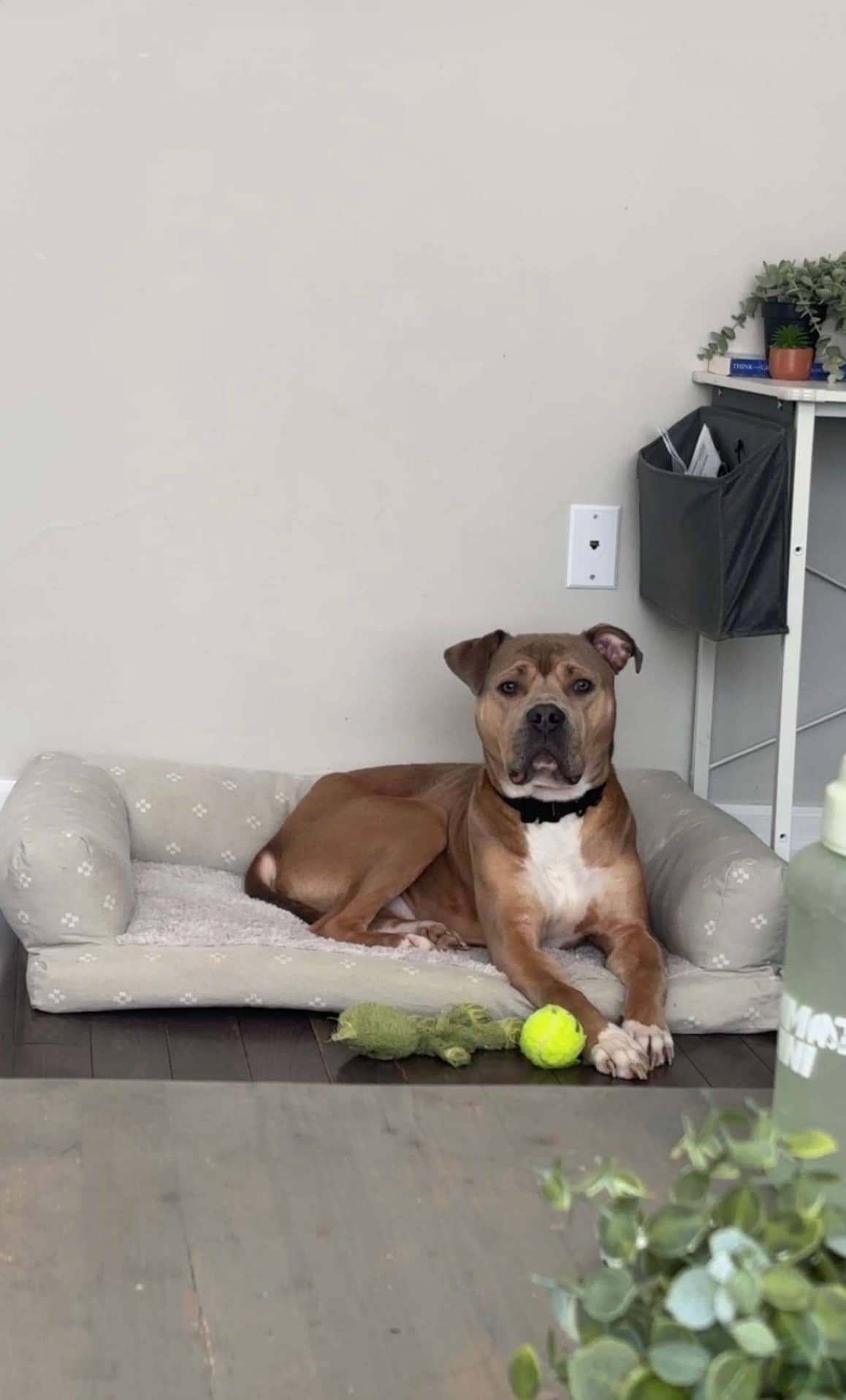 Benson - American Bulldog X Terrier available for adoption at Owner Rehoming in Kitchener