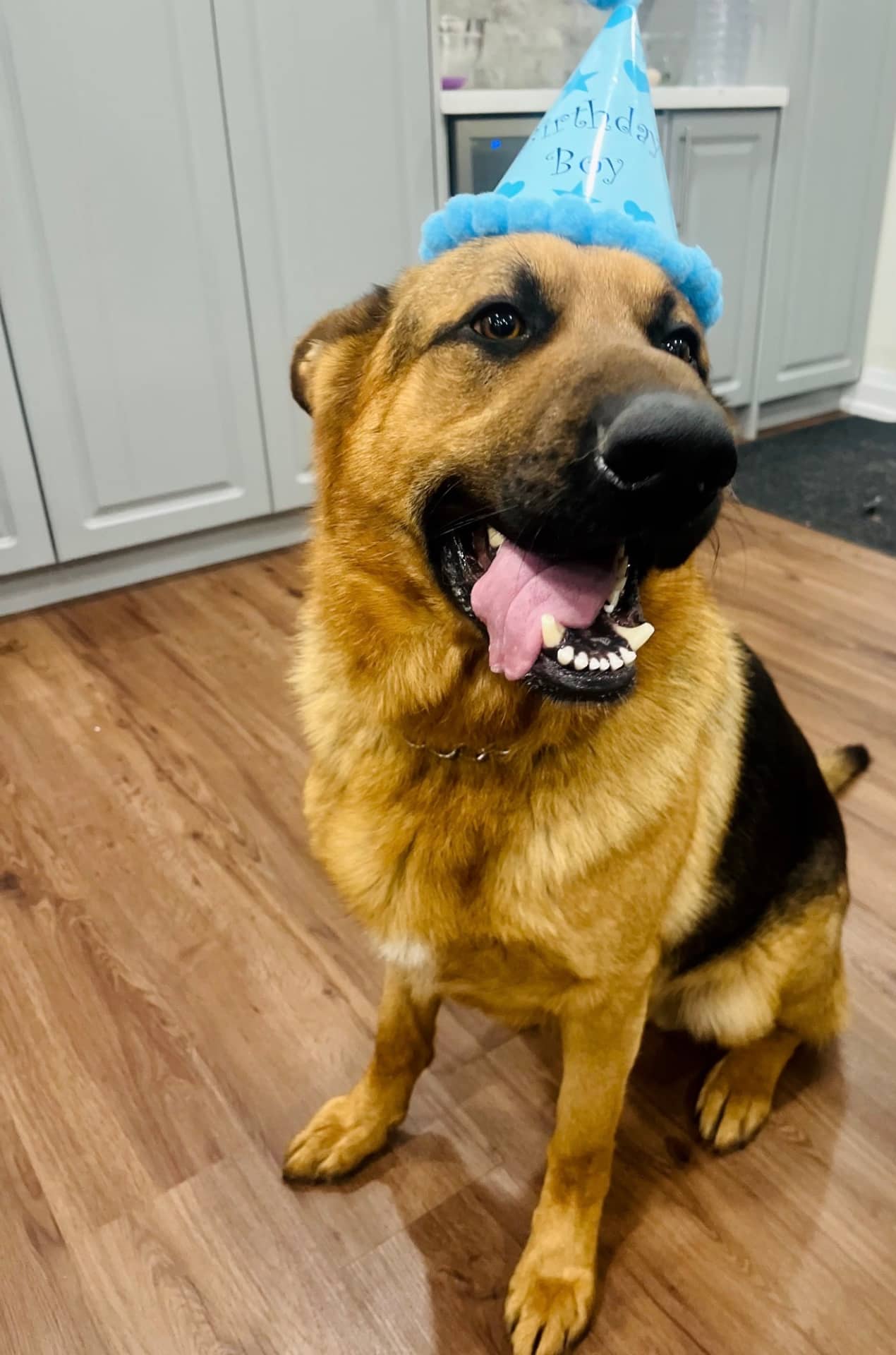 Rambo - German Shepherd available for adoption at Owner Rehoming in Orangeville (1 of 5)