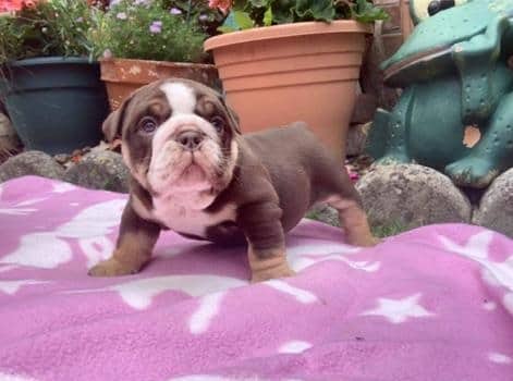 Tracy - English Bulldog Puppy available for adoption at Owner Rehoming in Calgary (1 of 2)