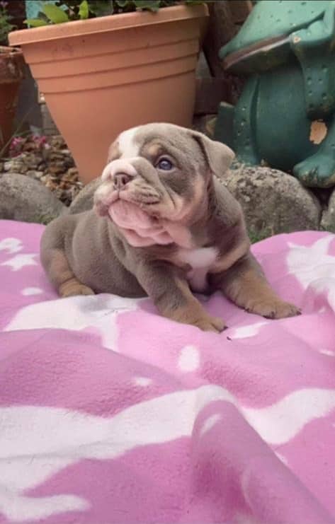 Lucy - English Bulldog Puppy available for adoption at Owner Rehoming in Calgary (1 of 5)