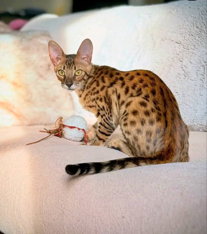 Jenny - Savannah F5 available for adoption