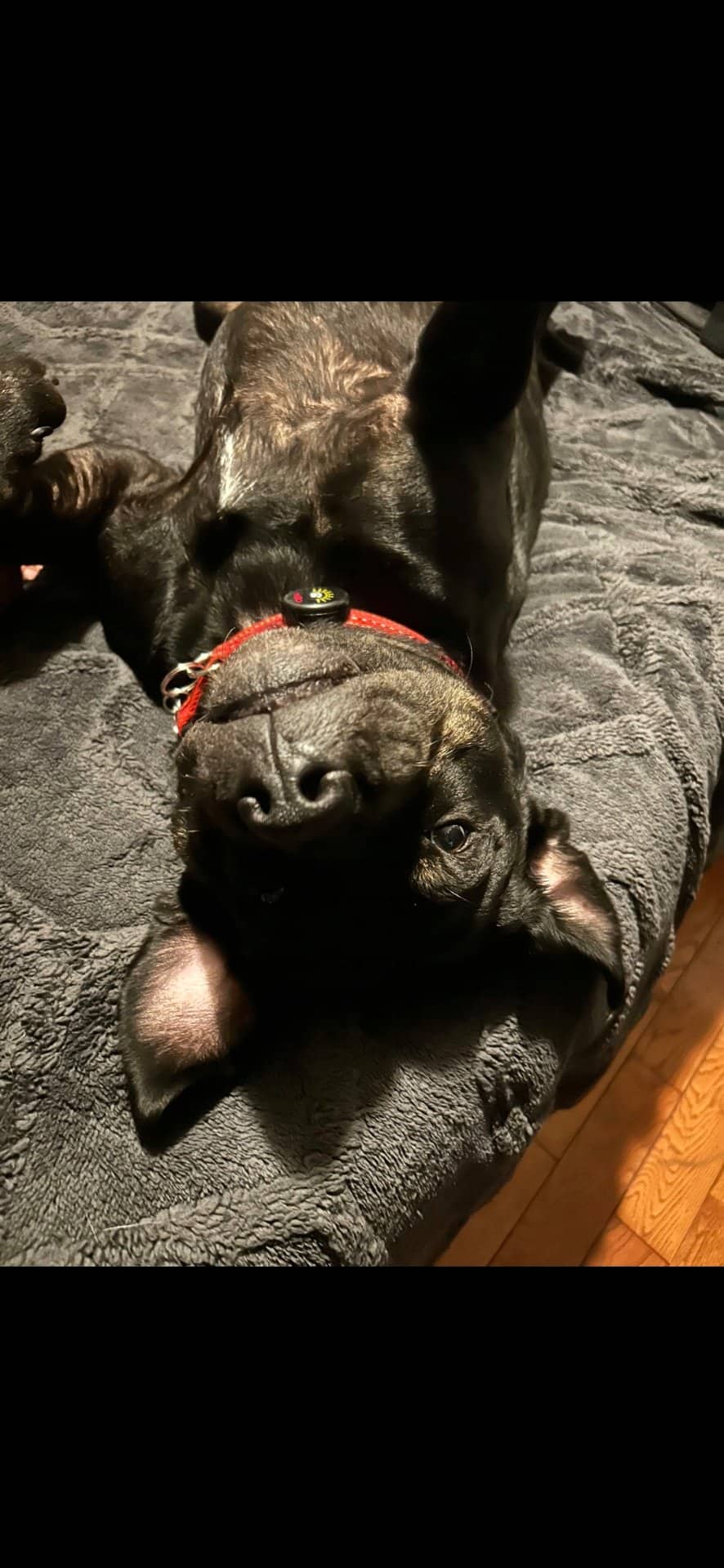 Mia - Cane corso x Rottweiler available for adoption at Owner Rehoming in Barrie (1 of 5)