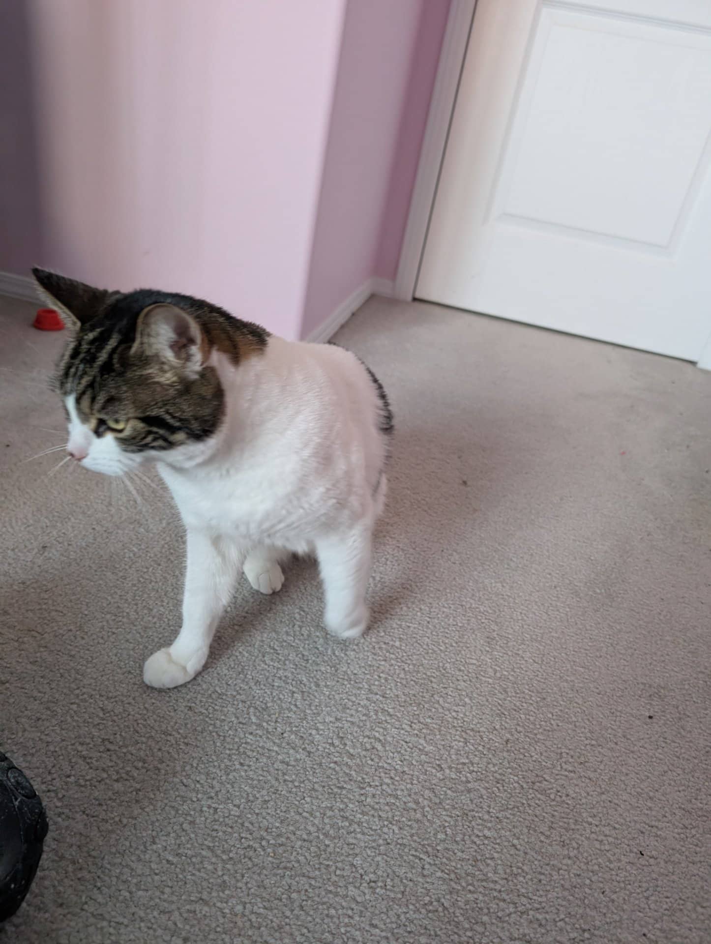 Skylar - Domestic Shorthair available for adoption