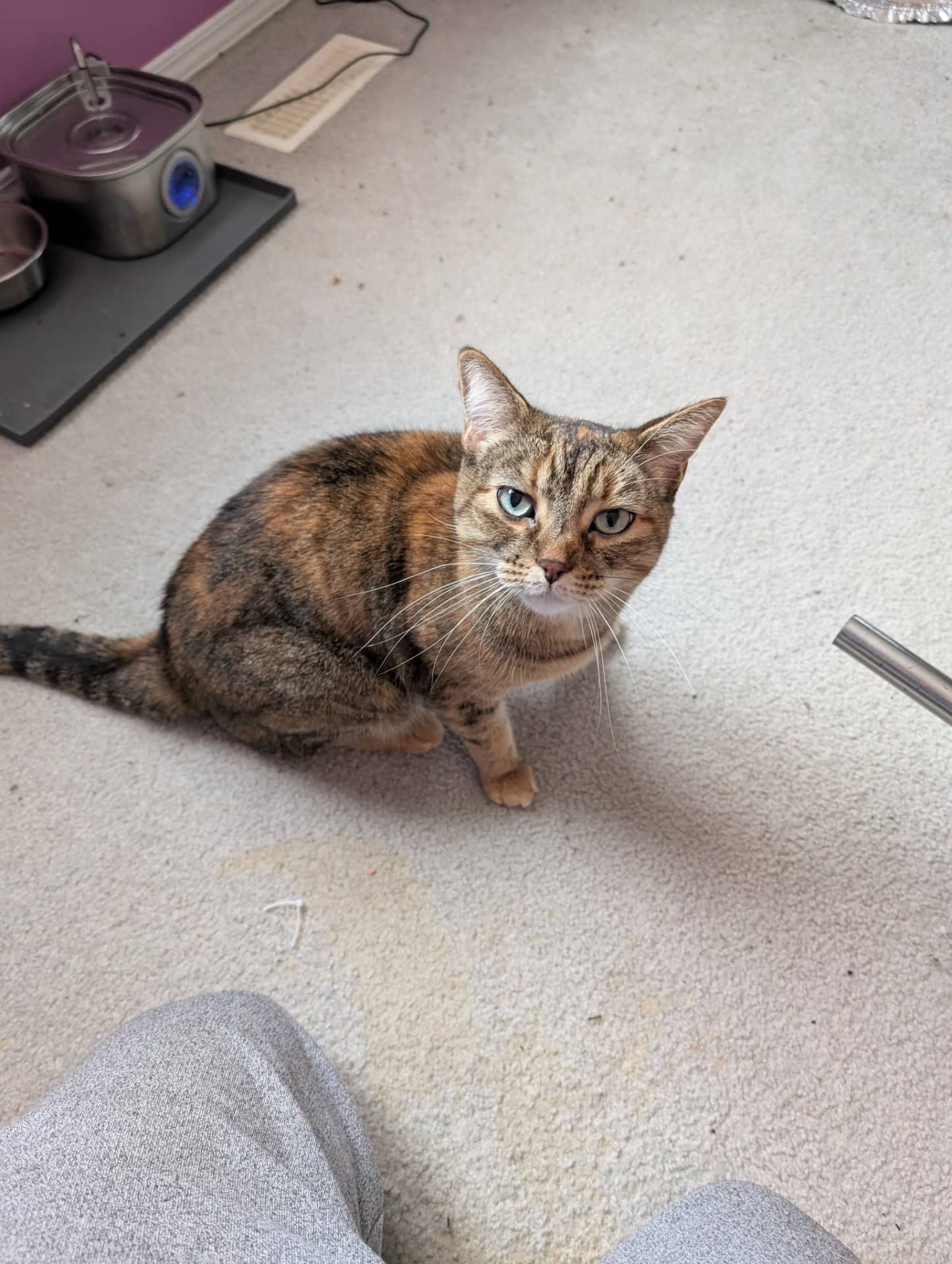 Jasmine (Jazz) - Domestic Shorthair available for adoption