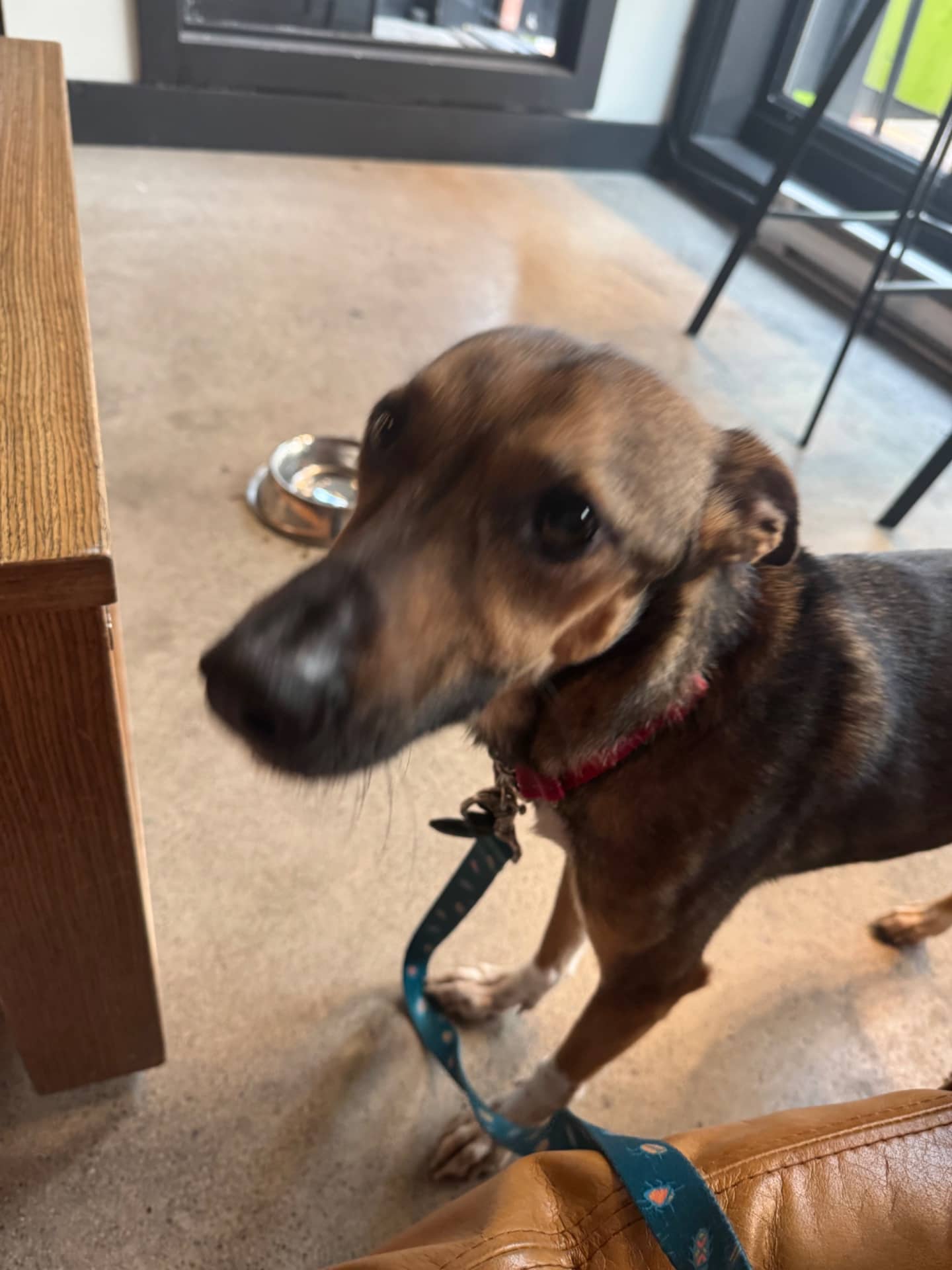 Fastouka - Mixed Breed available for adoption in New Brunswick