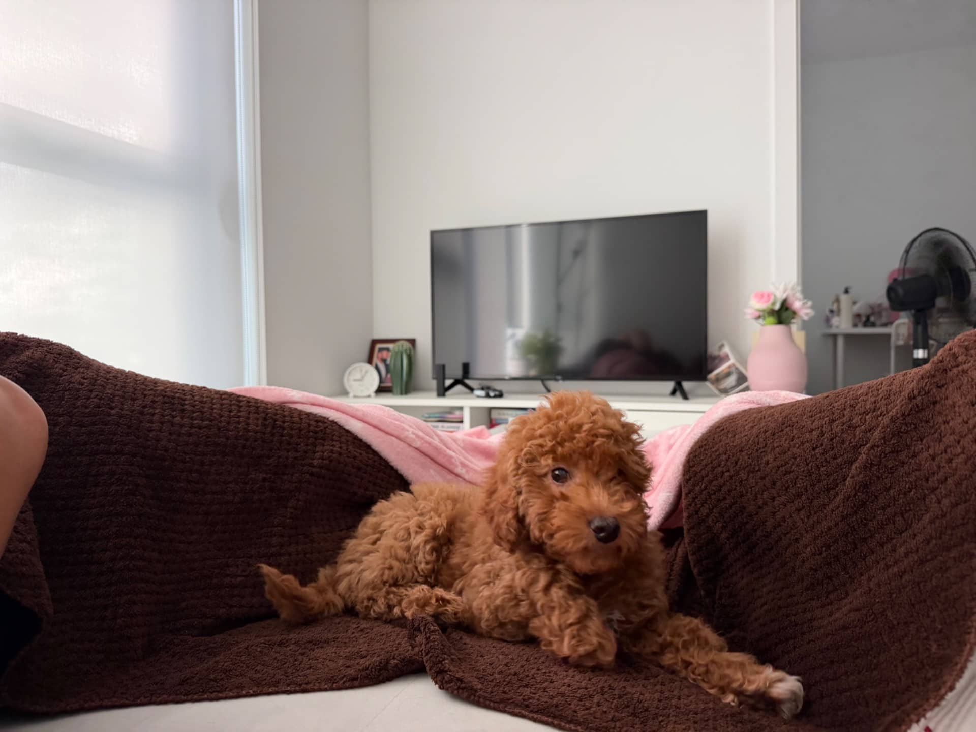 Zoey - Mini poodle available for adoption at Owner Rehoming in Toronto (1 of 3)