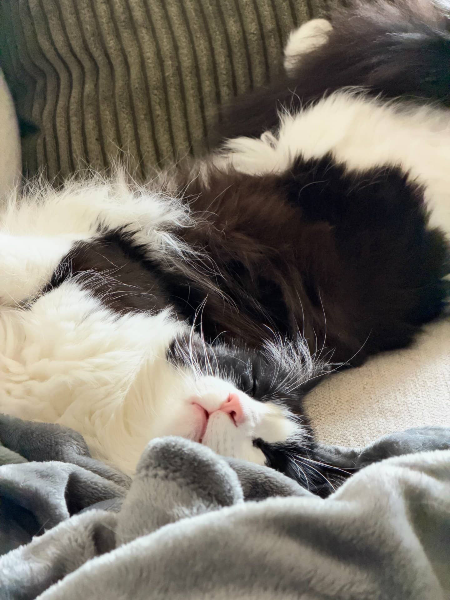 Rire - Domestic Medium Hair cat available for adoption at Owner Rehoming in Vancouver (1 of 3)