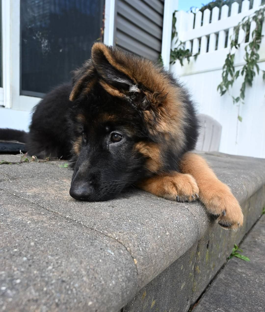 Daisy - German Shepherd available for adoption at Owner Rehoming in Toronto (1 of 5)