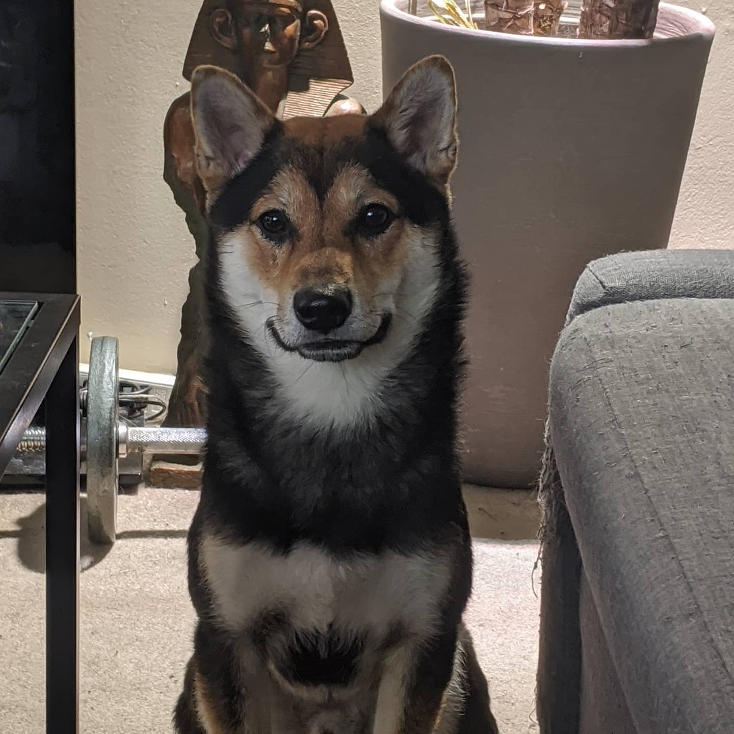 Lotus - Shiba Inu available for adoption at Owner Rehoming in Ottawa (1 of 5)