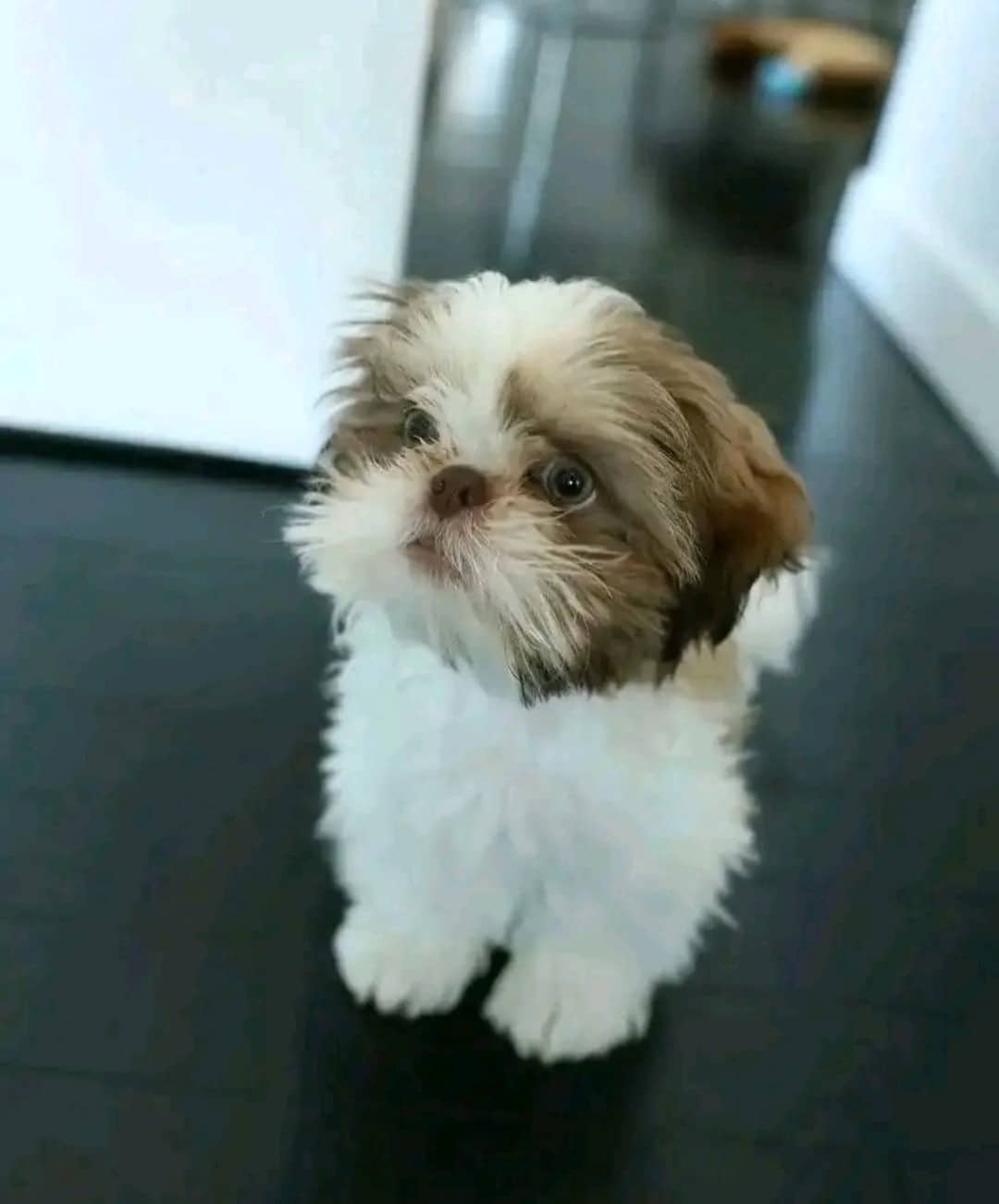 Mia - Shih Tzu available for adoption at Owner Rehoming in West Kelowna