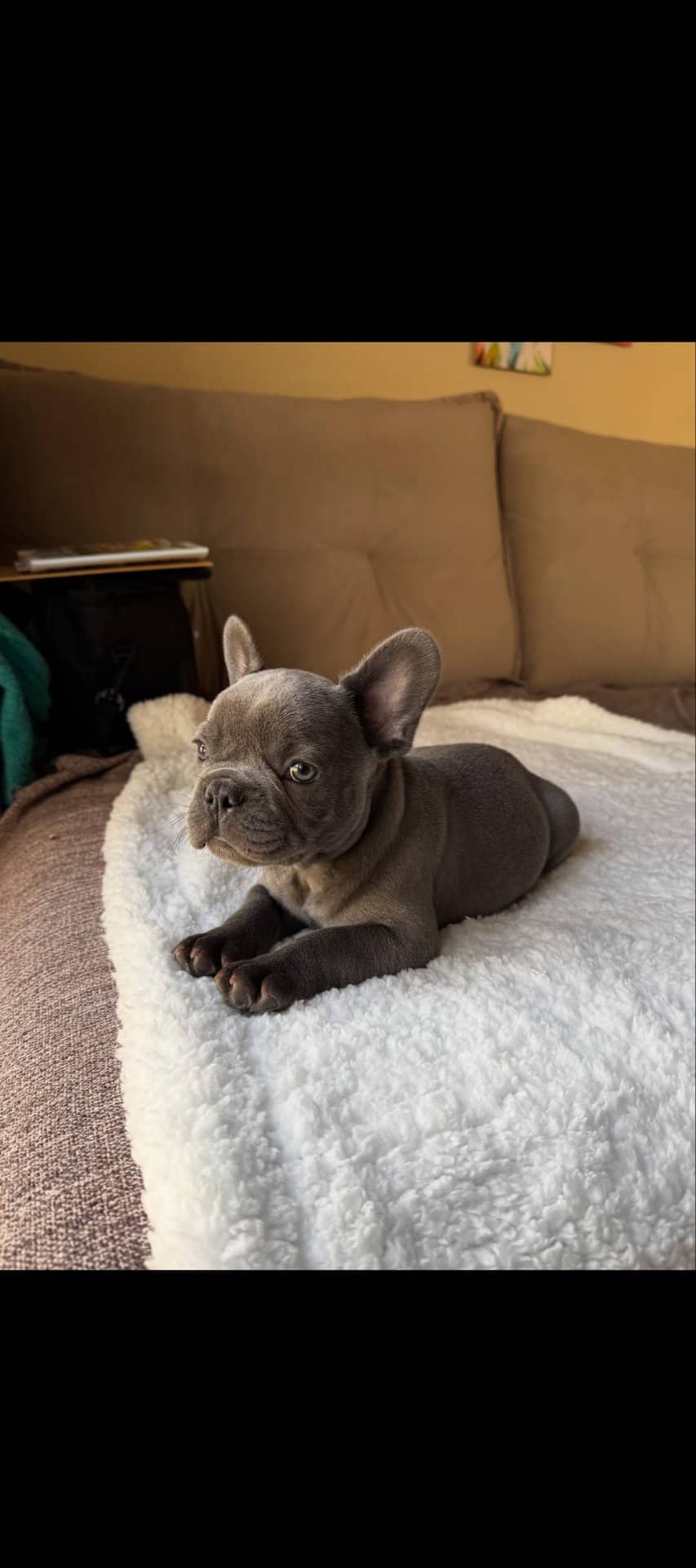 Bill - French Bulldog available for adoption at Owner Rehoming in Toronto (1 of 5)