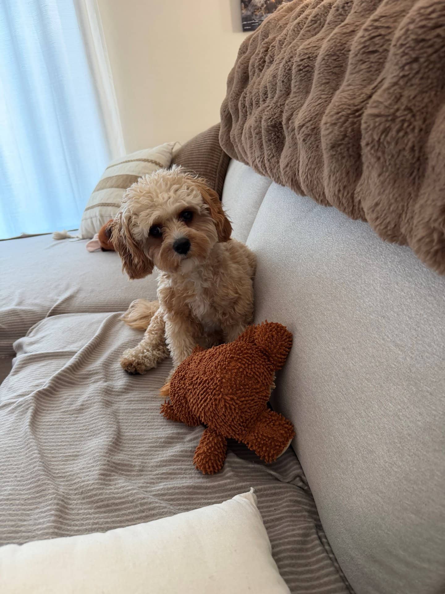 Winnie - Cavapoo available for adoption at Owner Rehoming in Montreal