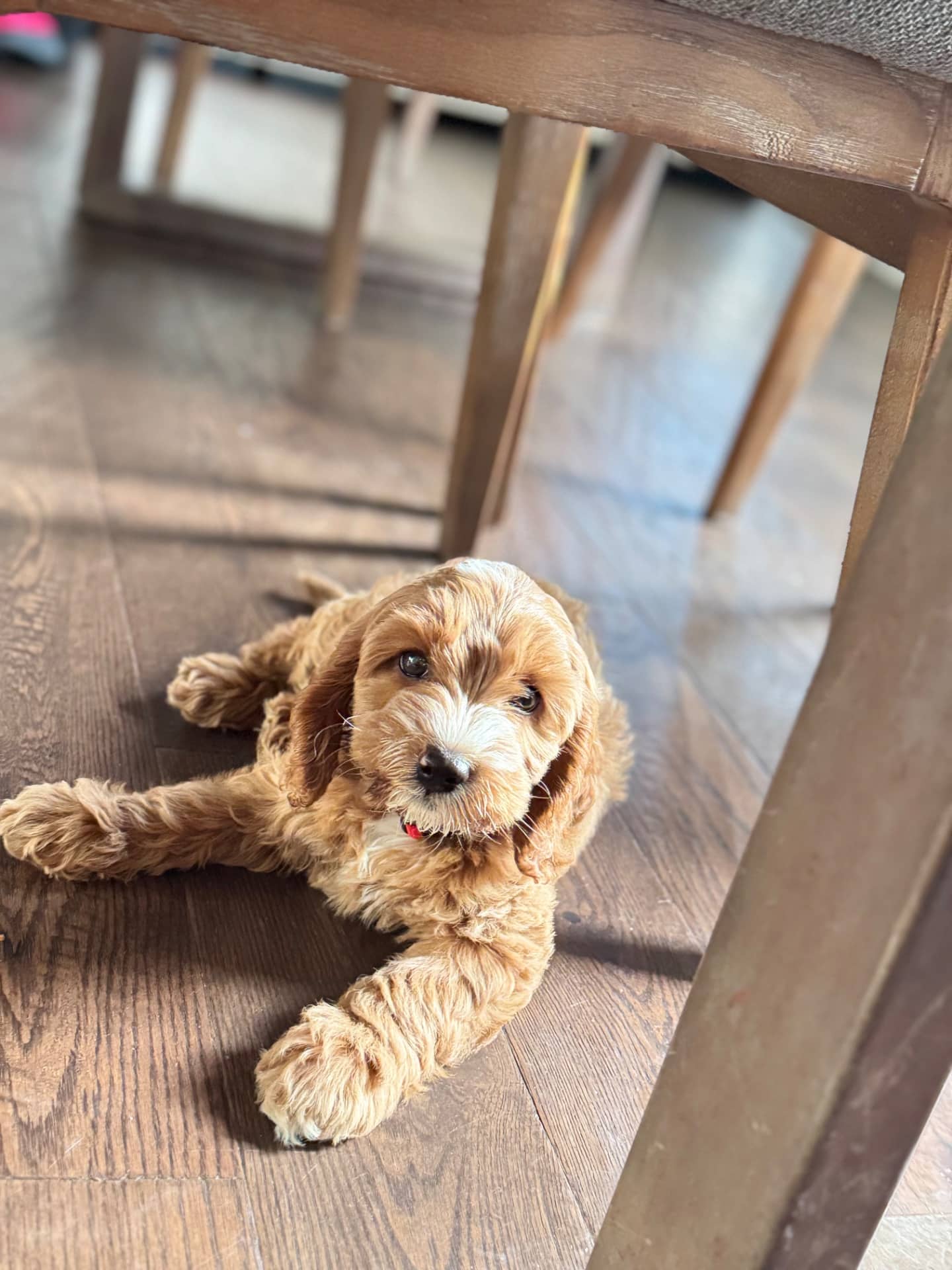 Ellie - Cockapoo available for adoption at Owner Rehoming in Toronto (1 of 5)