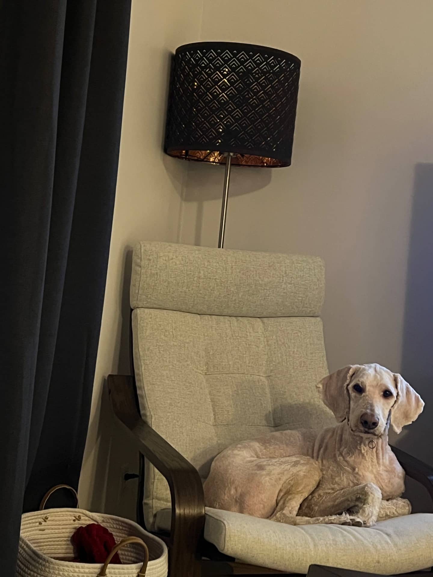 Leo - Goldendoodle available for adoption at Owner Rehoming in Winnipeg