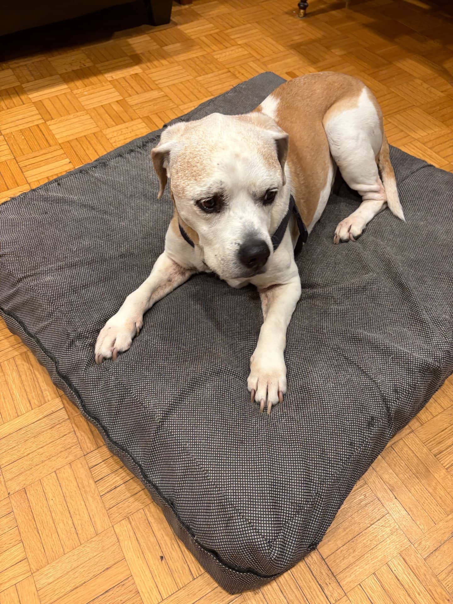 Dylan - Beagle Boxer mix available for adoption at Owner Rehoming in Ottawa