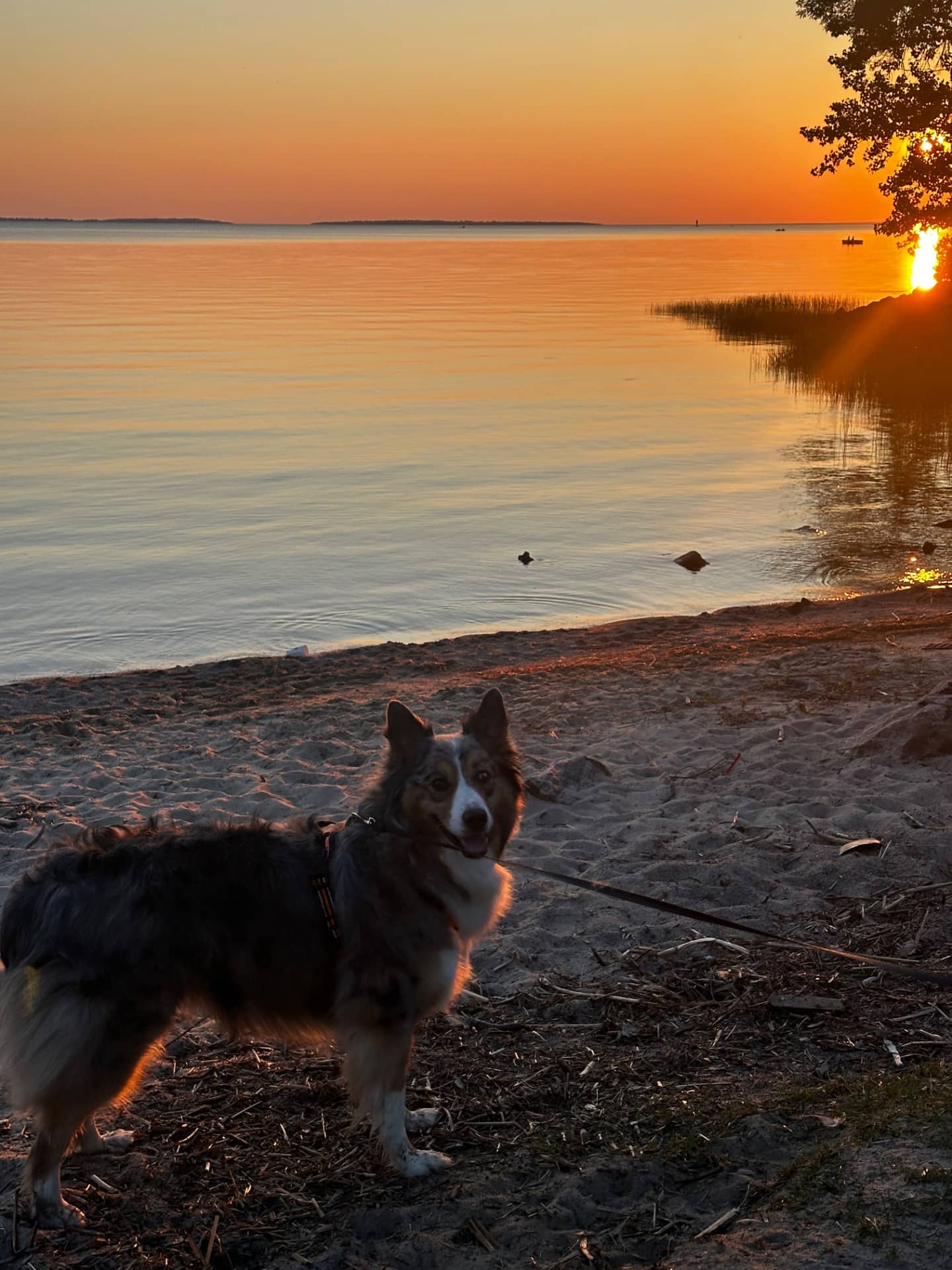 Kylo - Australian Shepherd, blue heeler available for adoption at Owner Rehoming in North Bay (1 of 5)