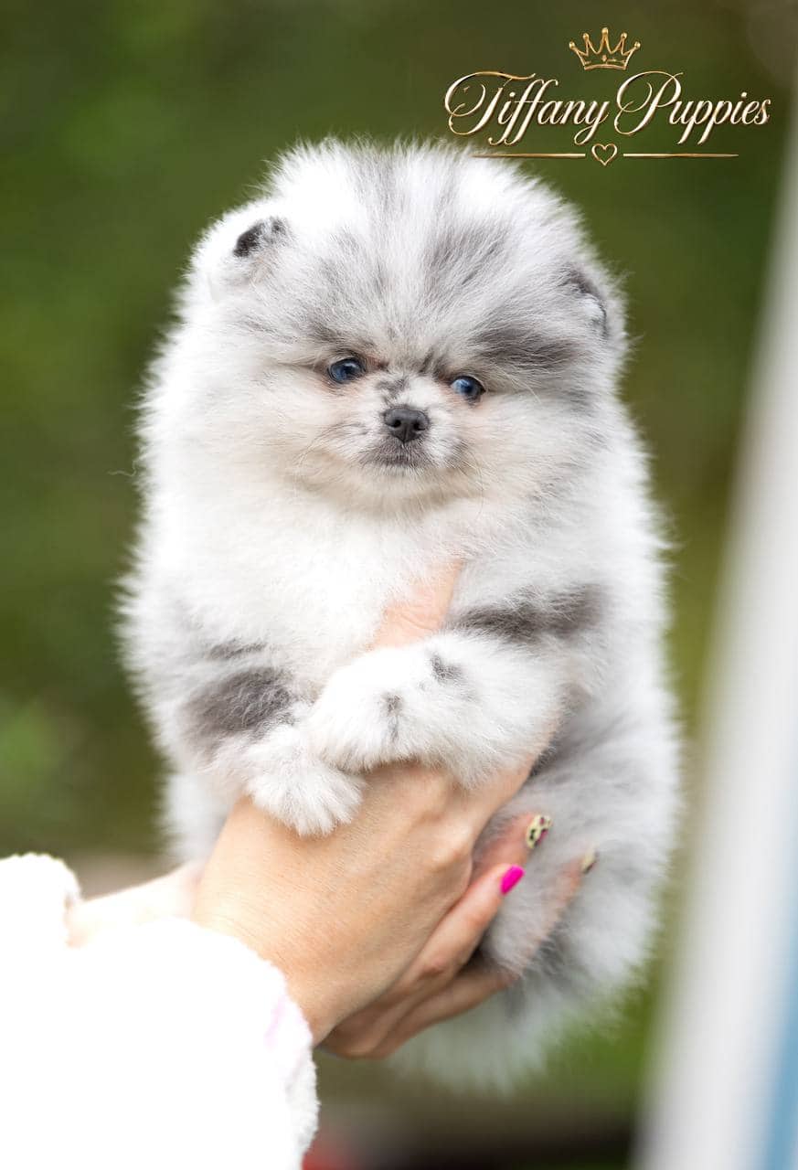 Mike - Pomeranian available for adoption at Owner Rehoming in Montreal (1 of 5)