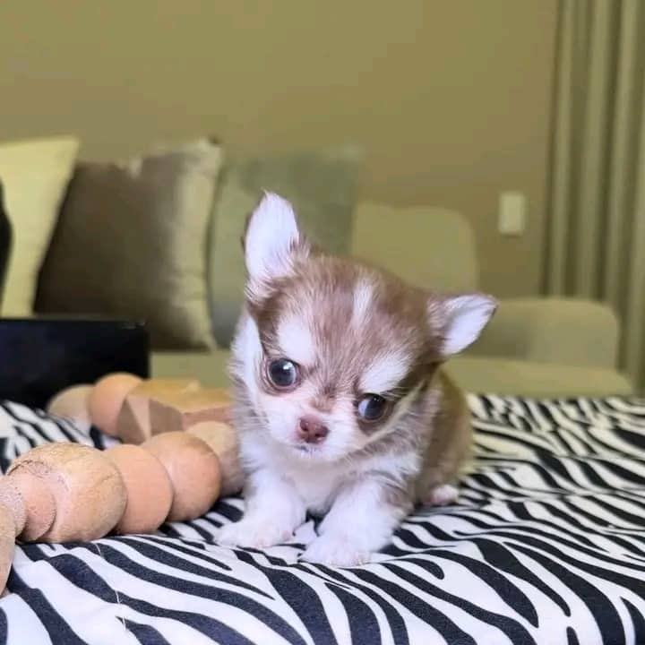 Jane - Chihuahua available for adoption at Owner Rehoming in St. John's (1 of 5)