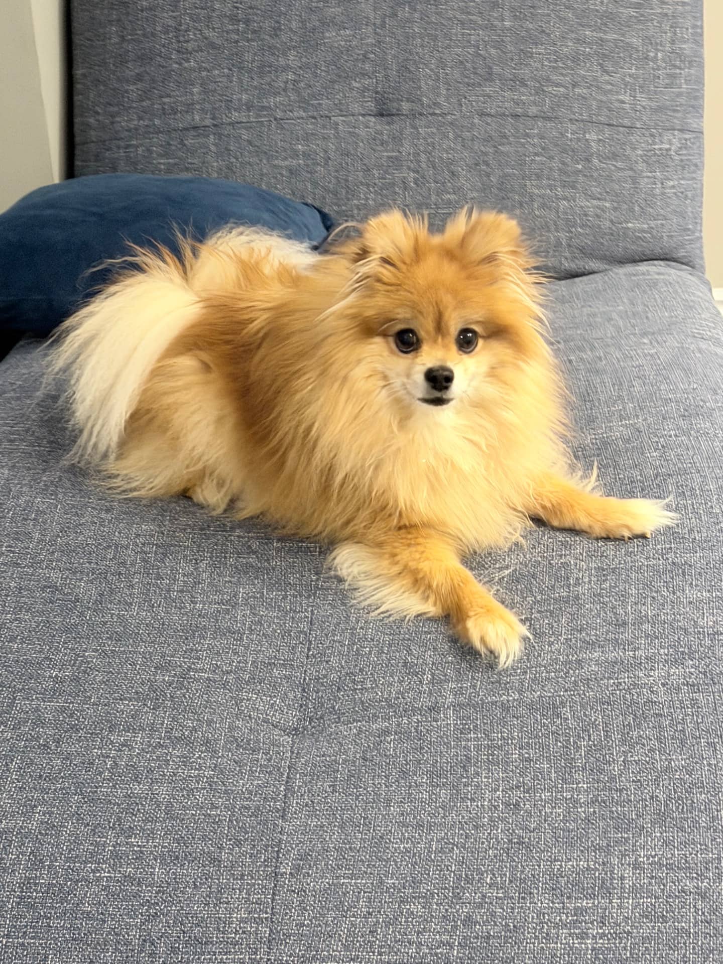 Nimo - Pomeranian available for adoption at Owner Rehoming in Toronto (1 of 5)