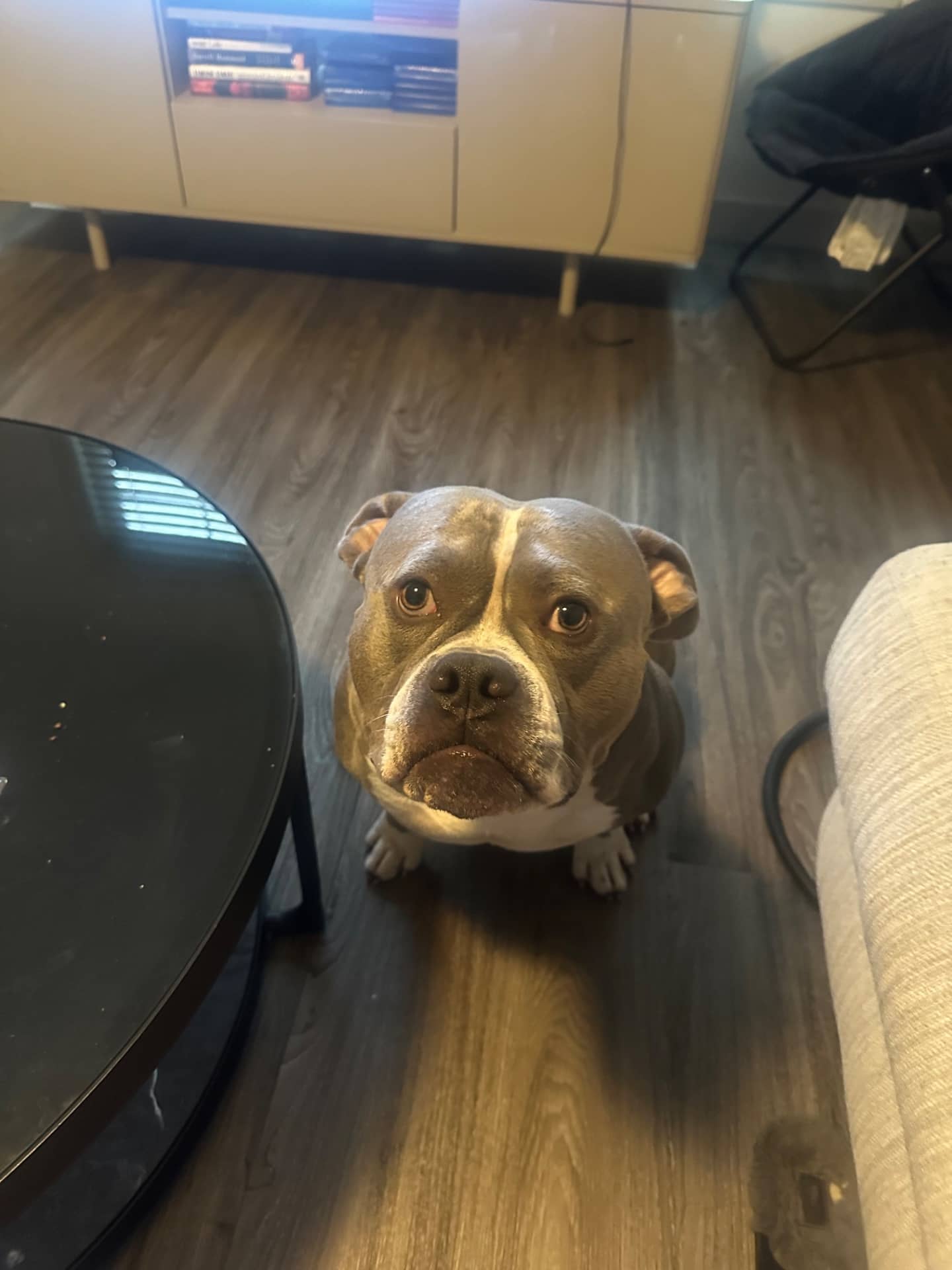 Otis - American Bulldog available for adoption at Owner Rehoming in Edmonton (1 of 5)