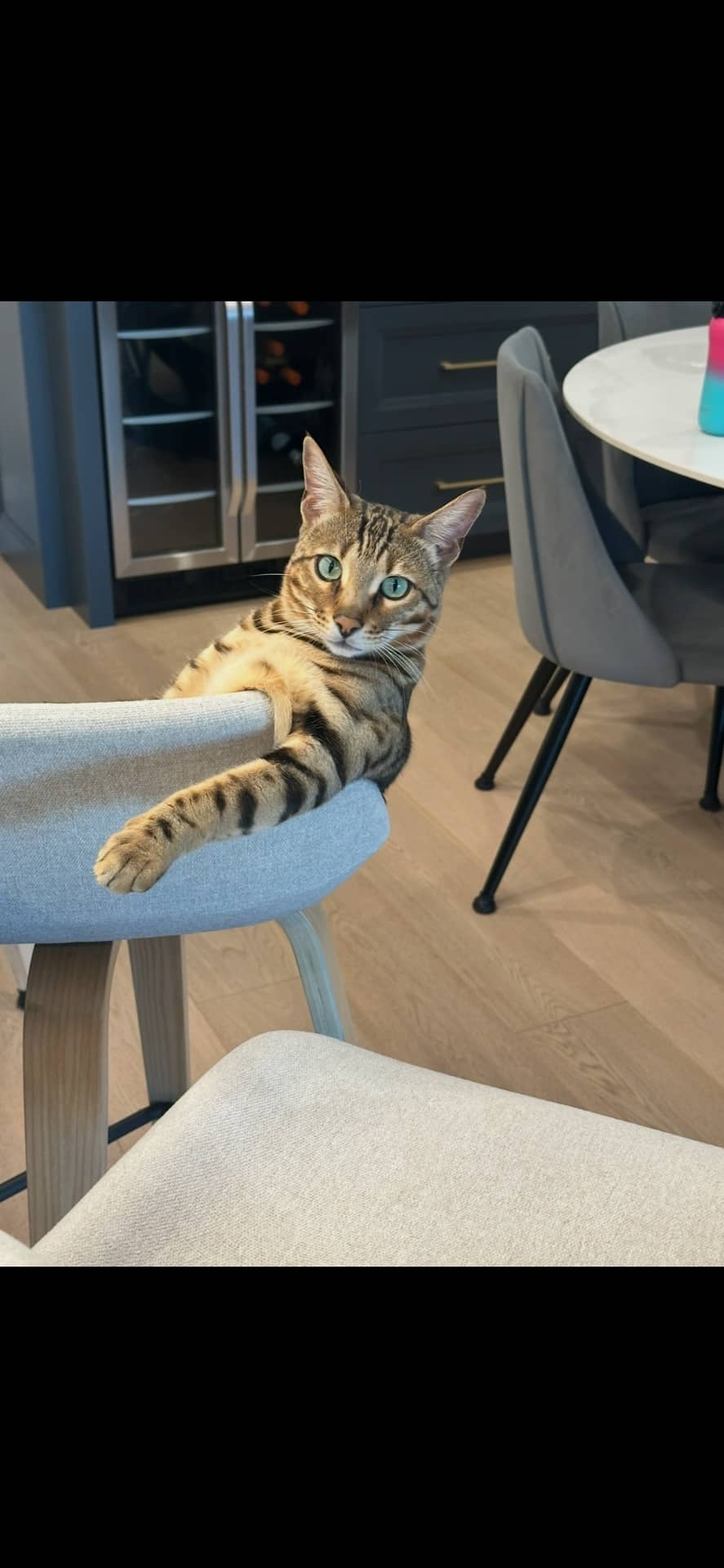 Lilly - Bengal available for adoption