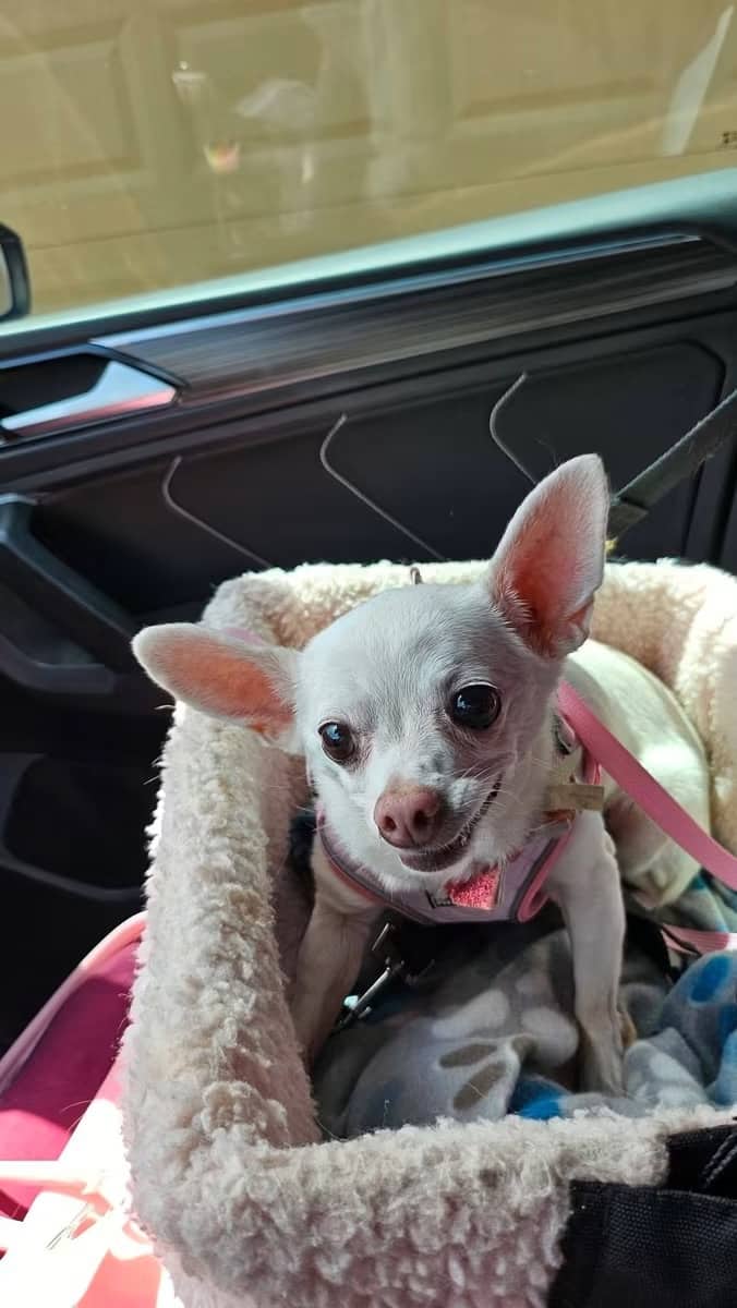 Roo - Chihuahua available for adoption at Owner Rehoming in Calgary (1 of 5)