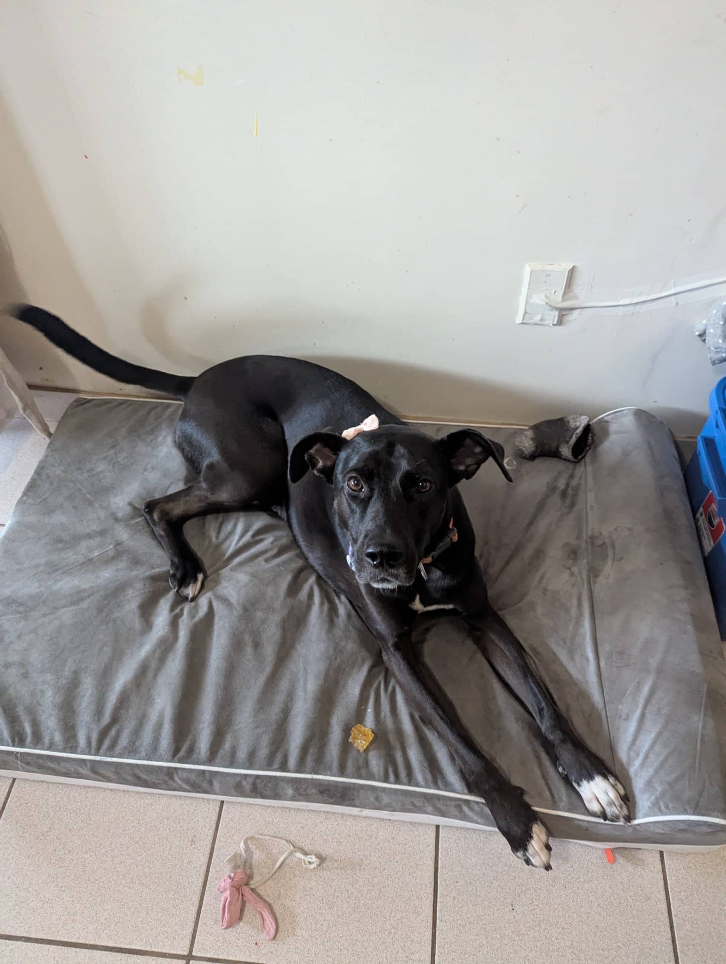 Tama - Lab mix available for adoption at Owner Rehoming in Vancouver (1 of 4)