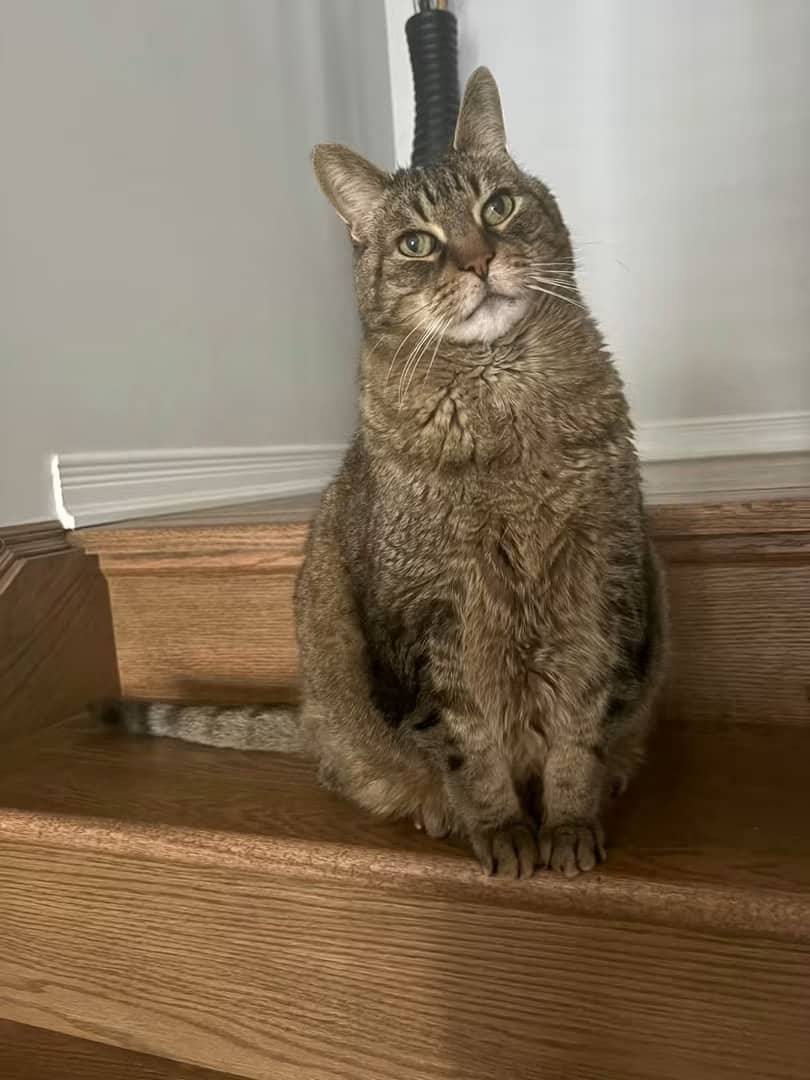 Mochi - Sweet Tabby Cat available for adoption