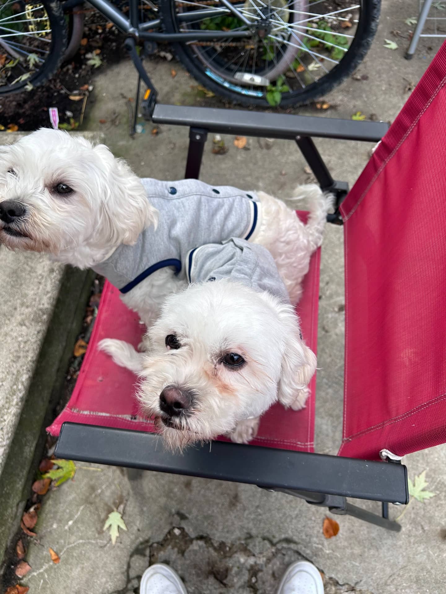 Pierre and Rory - Bichon/Shi-zu available for adoption at Owner Rehoming in Windsor