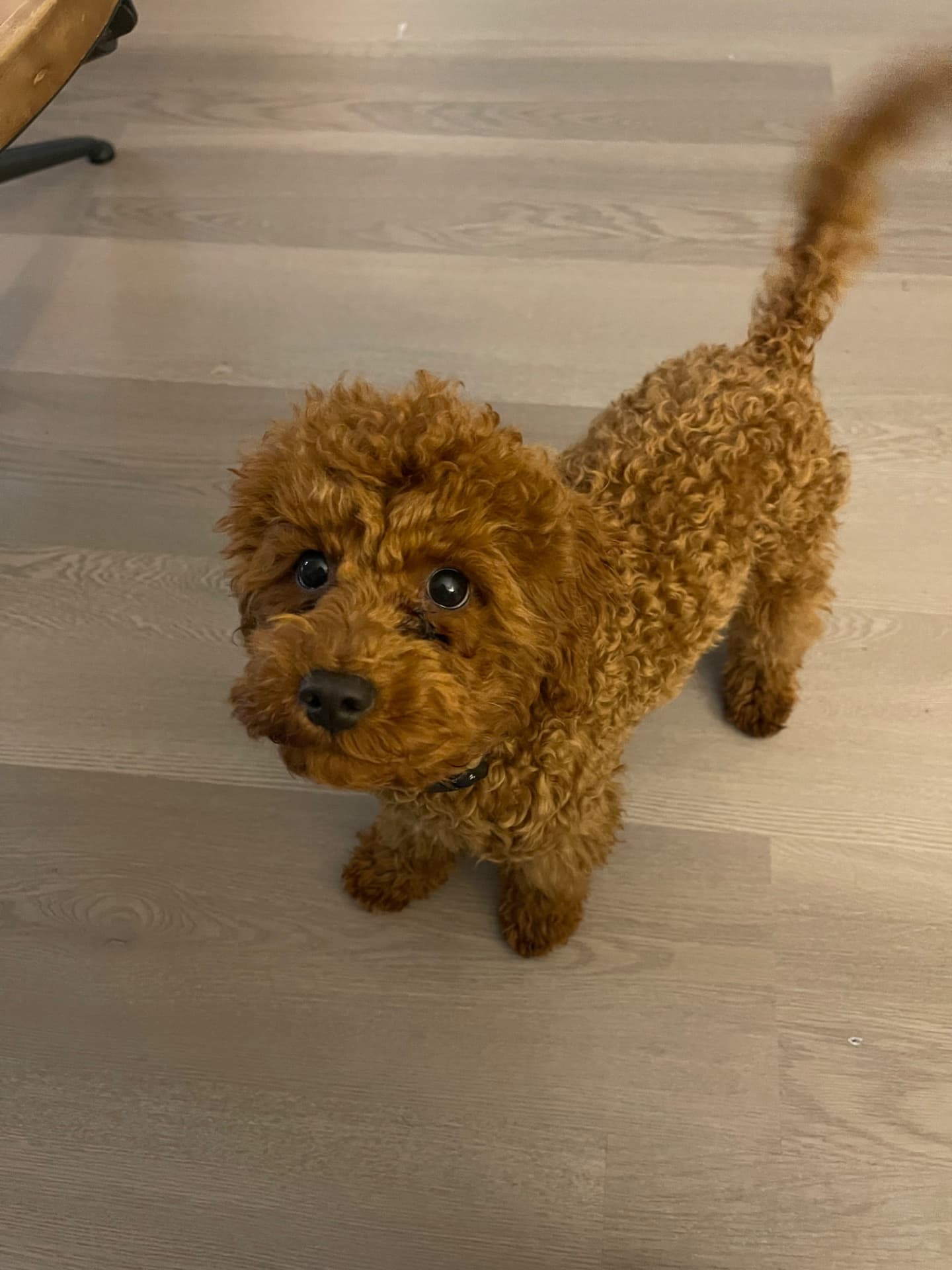 Teddy
