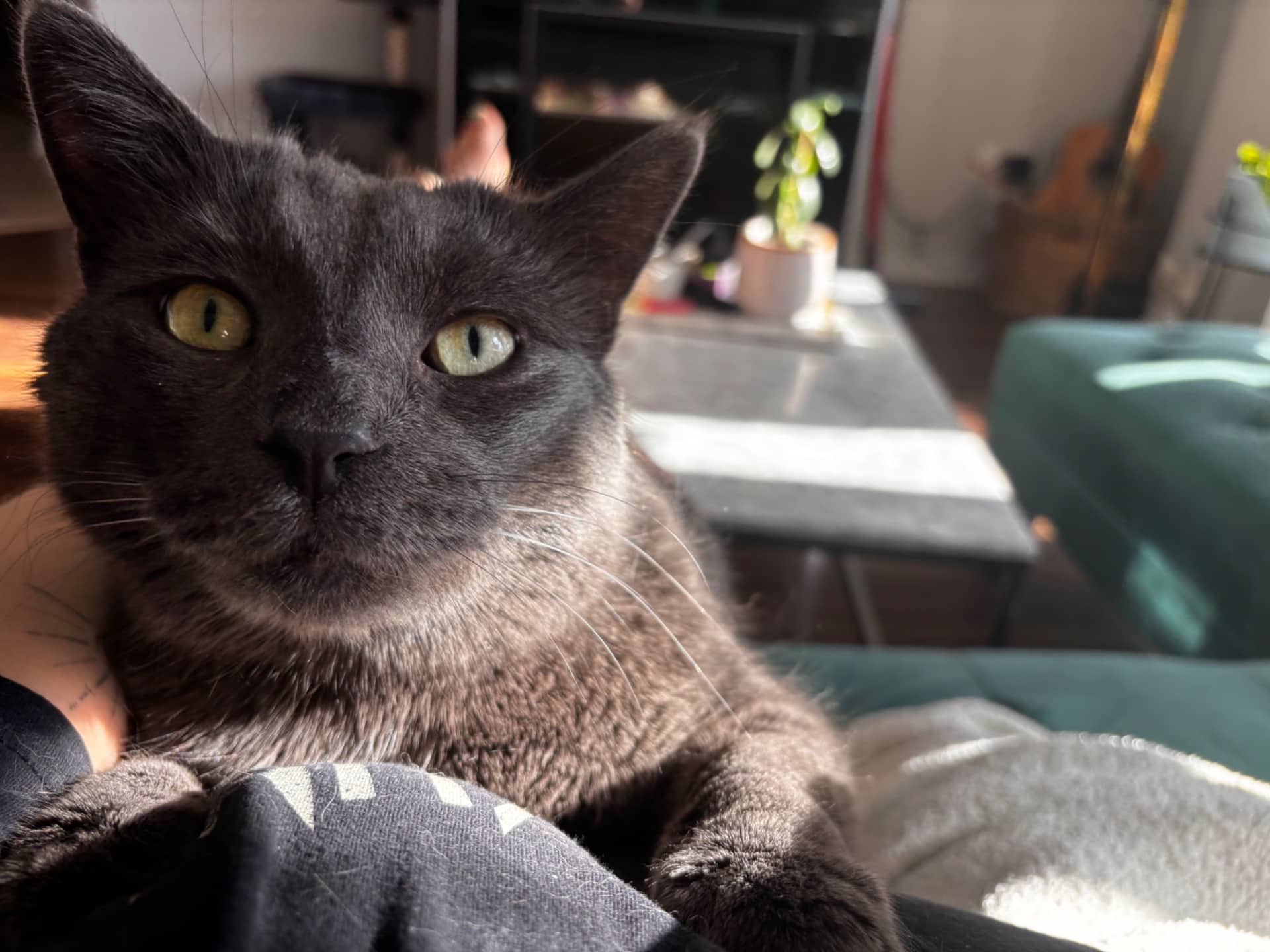 Ash - Domestic Medium Hair available for adoption