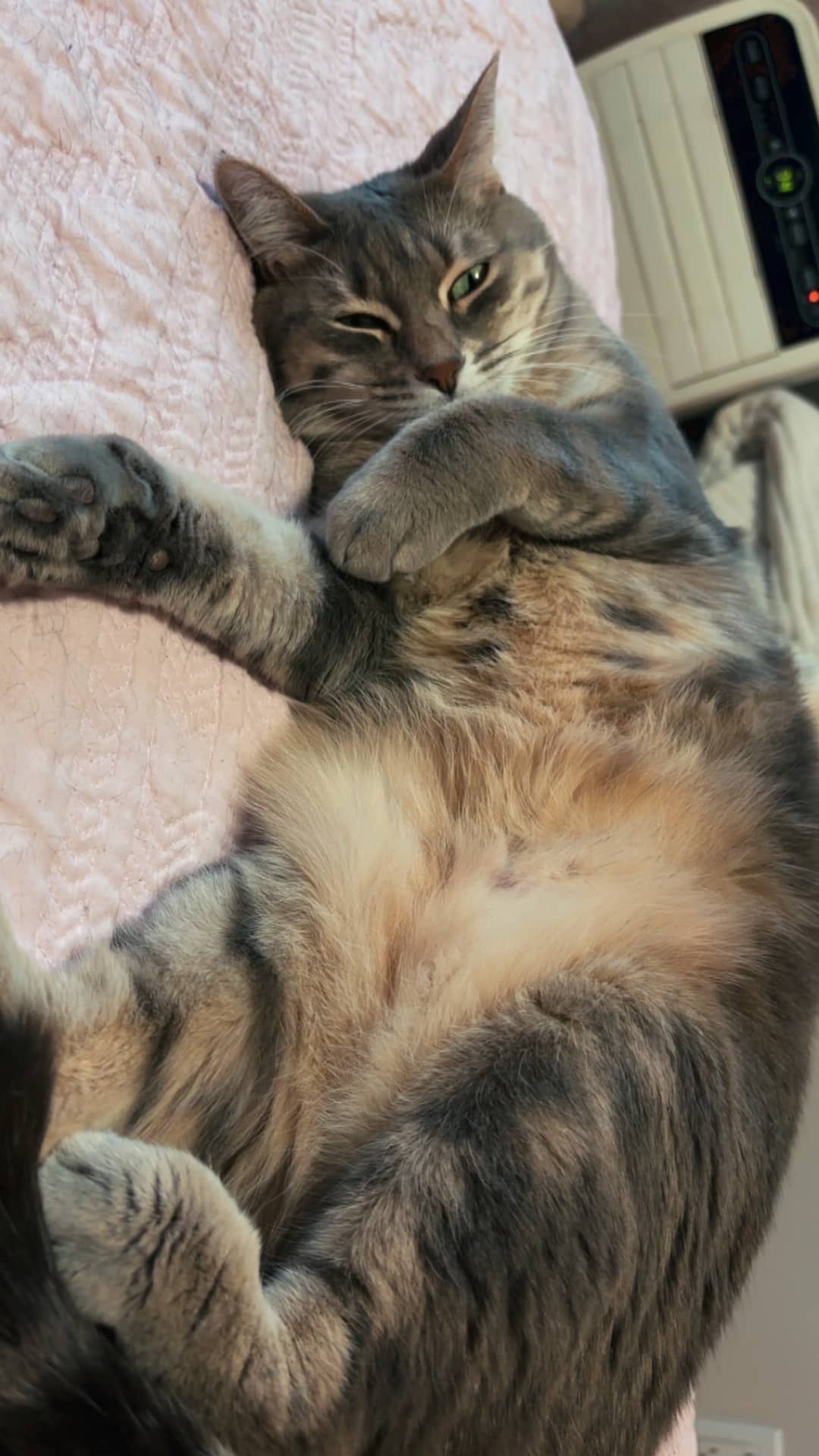 Miley - tabby cat available for adoption at Owner Rehoming in Calgary (1 of 5)