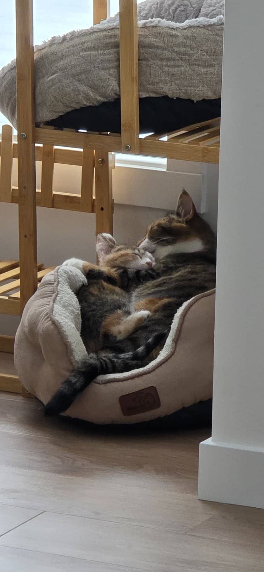 Nova and peaches - Domestic Shorthair cat available for adoption at Owner Rehoming in Lethbridge (1 of 2)