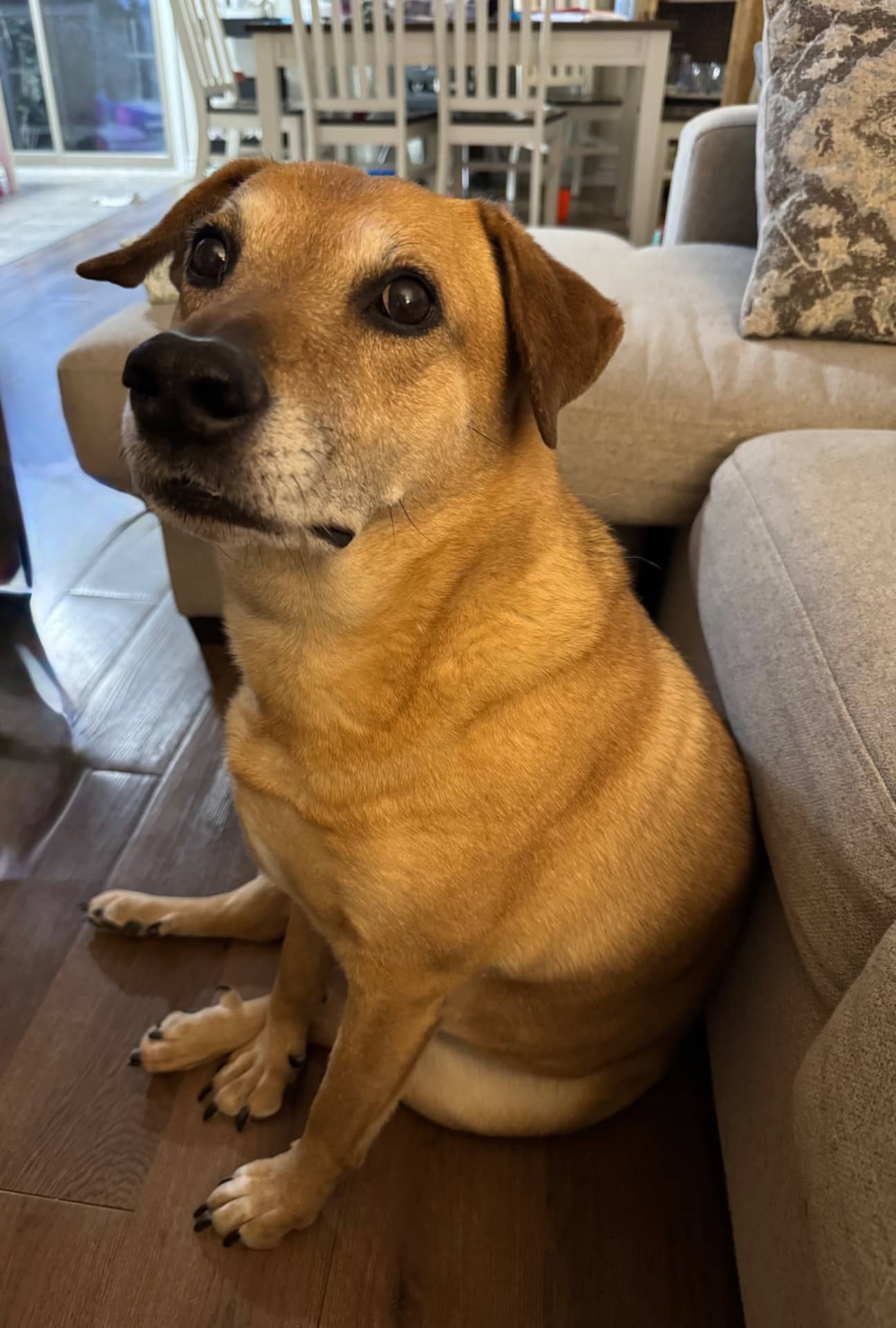 Molly - Shepherd Lab Mix available for adoption at Owner Rehoming in Brantford