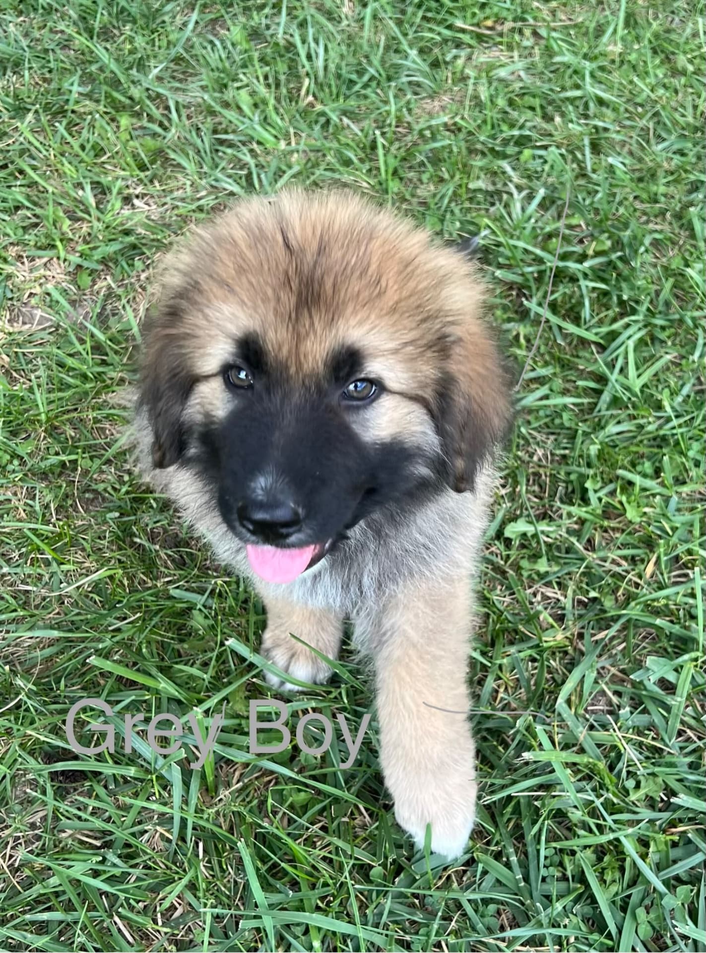 Puppies
