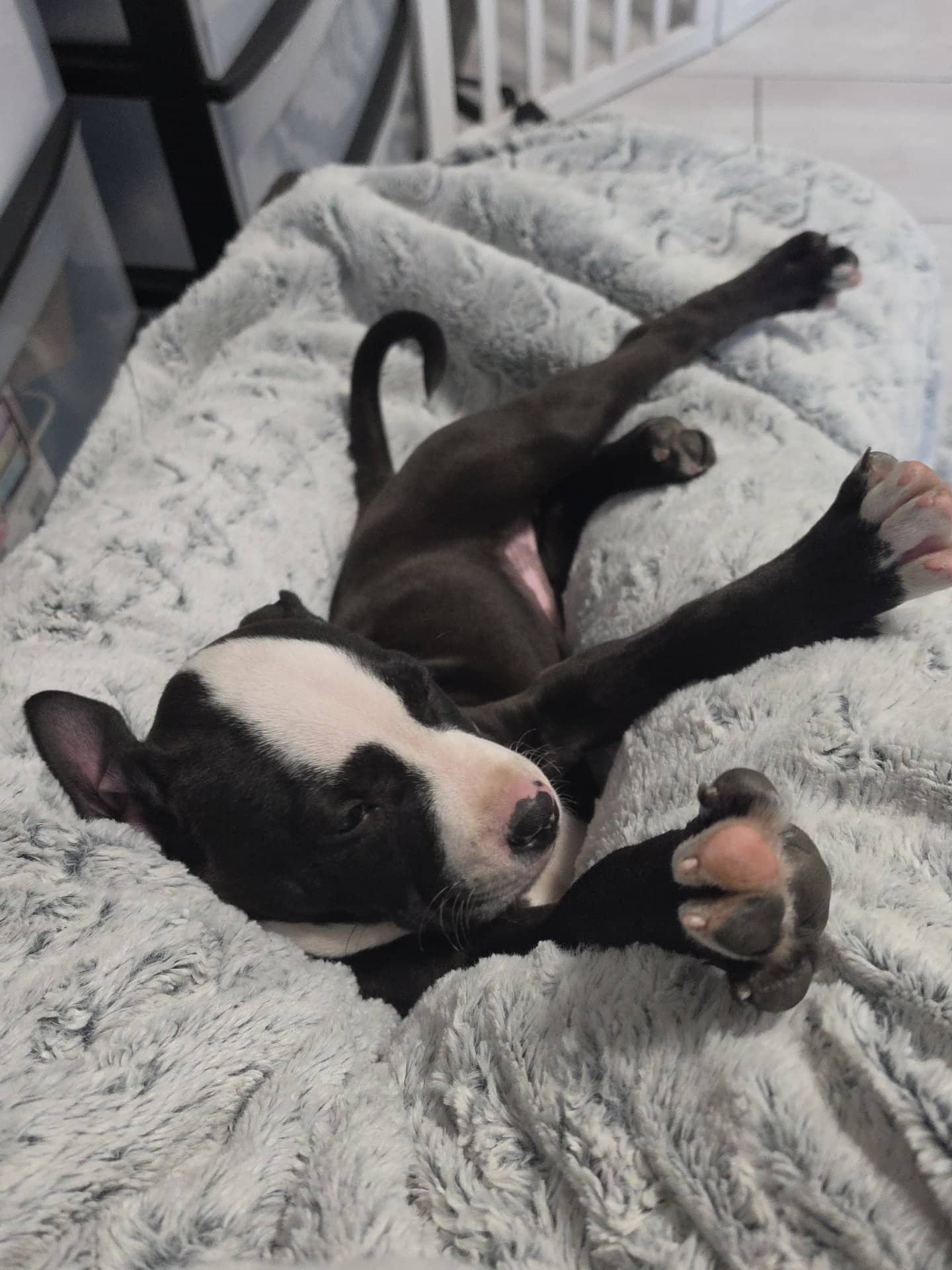 Bronx - American Pit Bull Terrier available for adoption at Owner Rehoming in Lloydminster