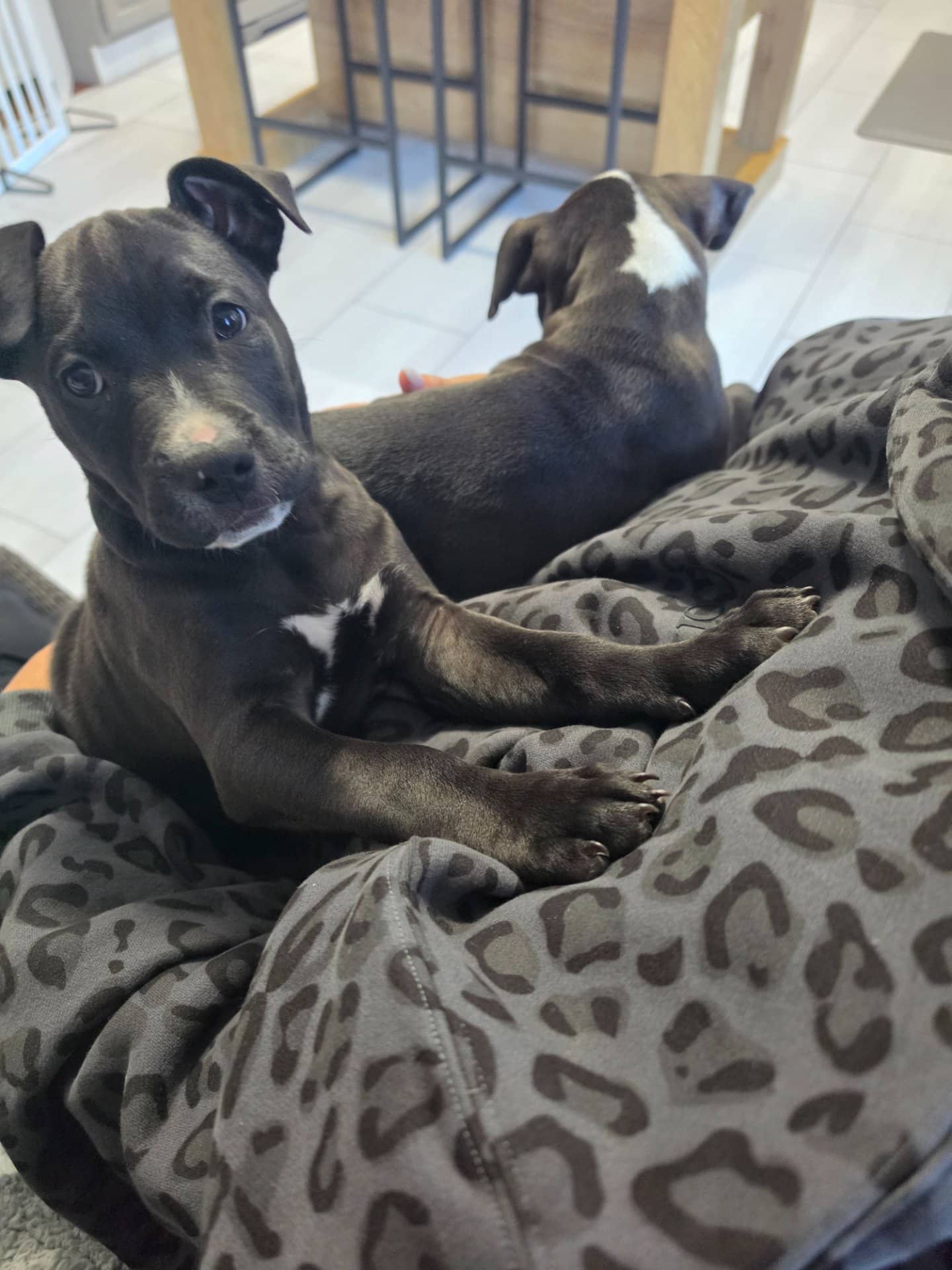 Bear - American Pit Bull Terrier available for adoption at Owner Rehoming in Lloydminster (1 of 4)