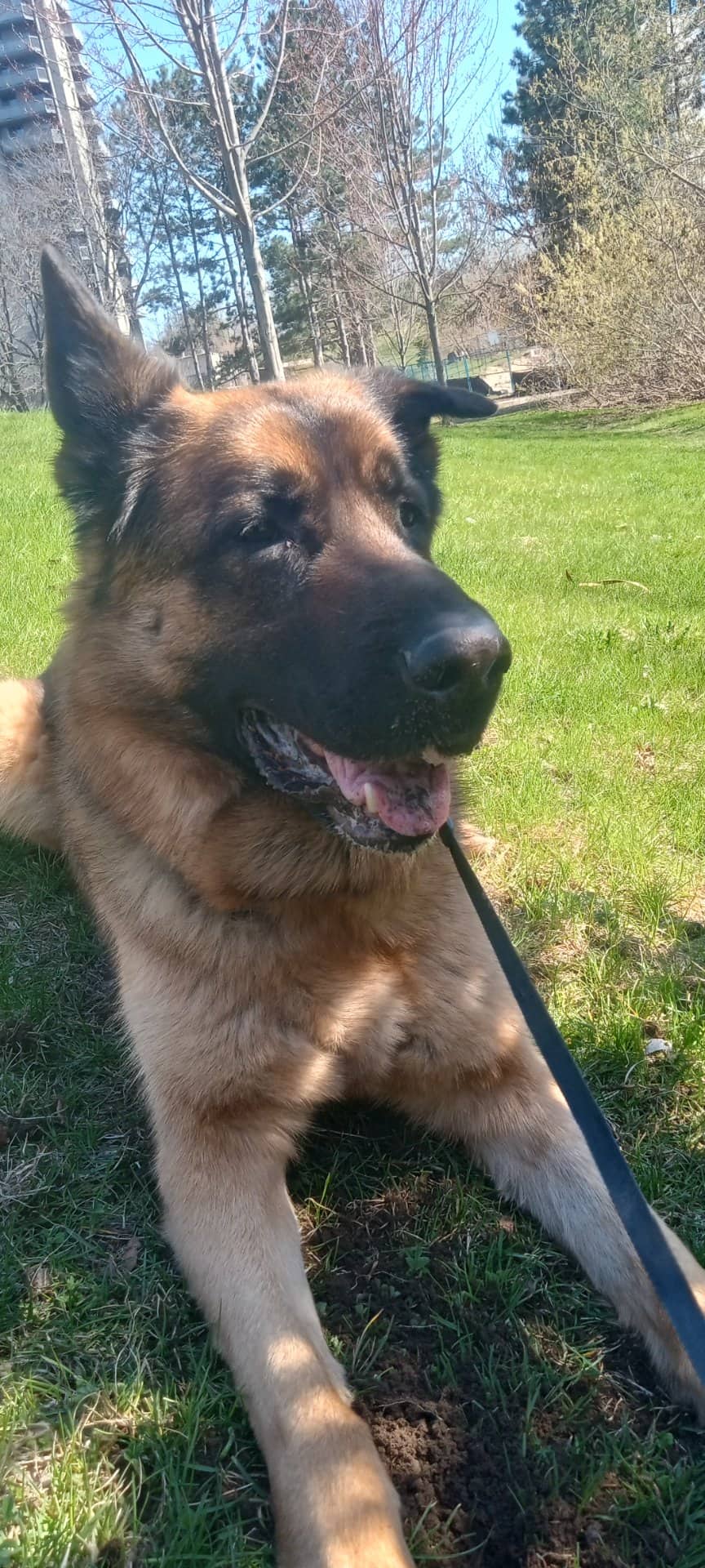 pah thu - German Shepherd available for adoption at Owner Rehoming in Ottawa (1 of 3)