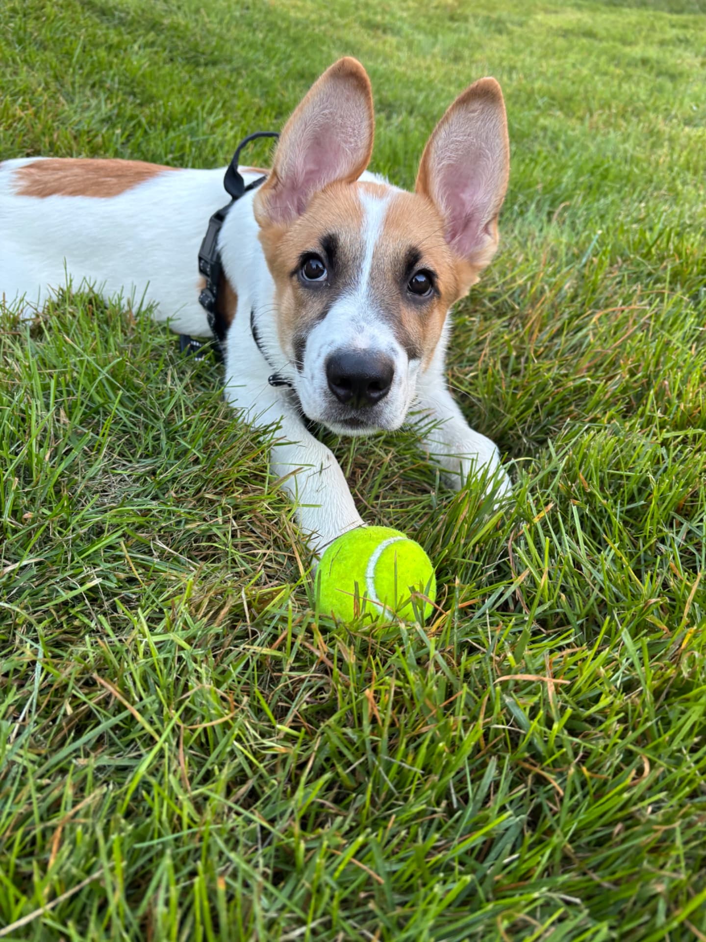 Scottie