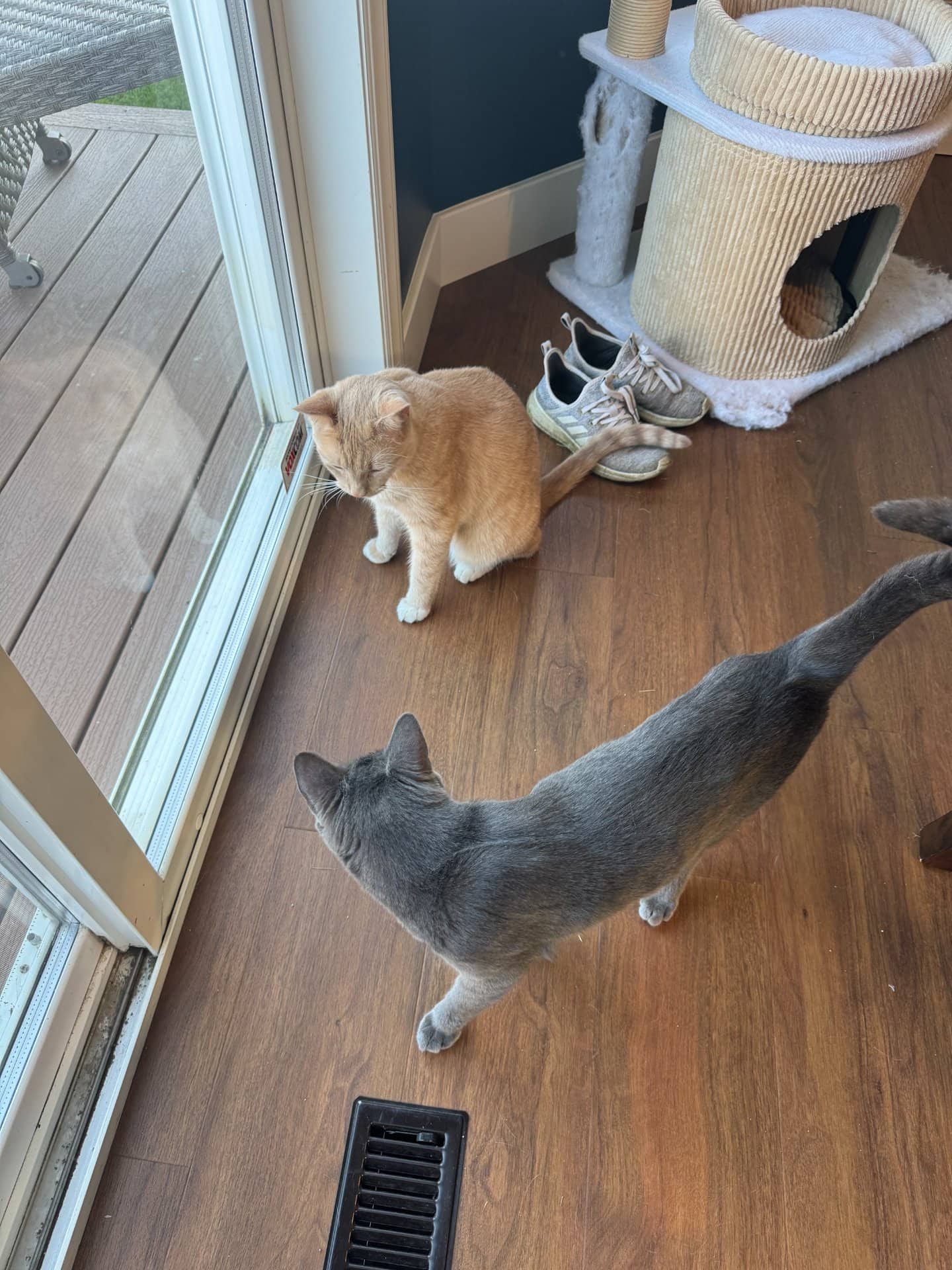 Frankie and Archie - Tabby cat available for adoption at Owner Rehoming in Edmonton (1 of 5)