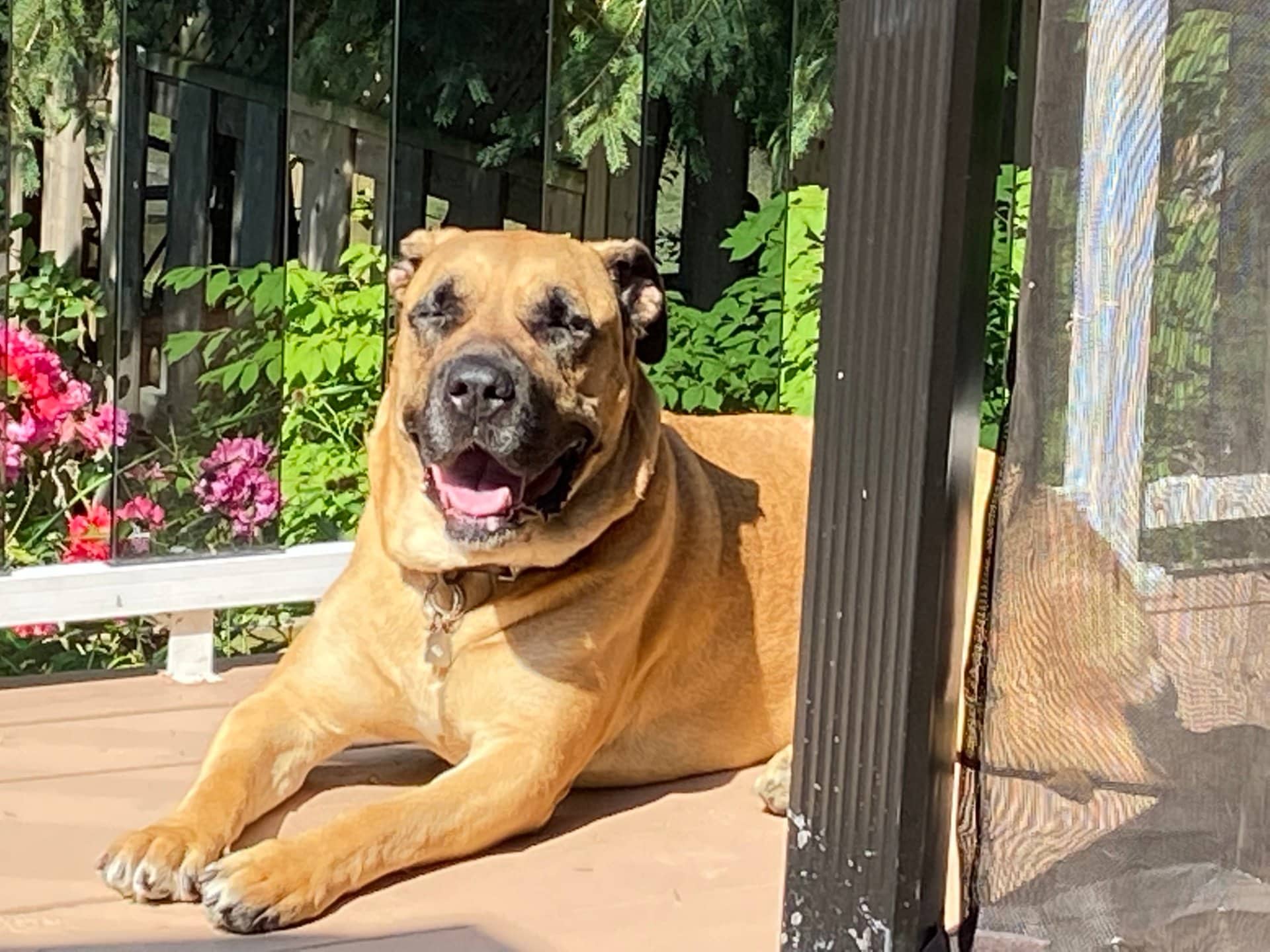 Queen - Mastiff available for adoption at Owner Rehoming in Toronto (1 of 5)