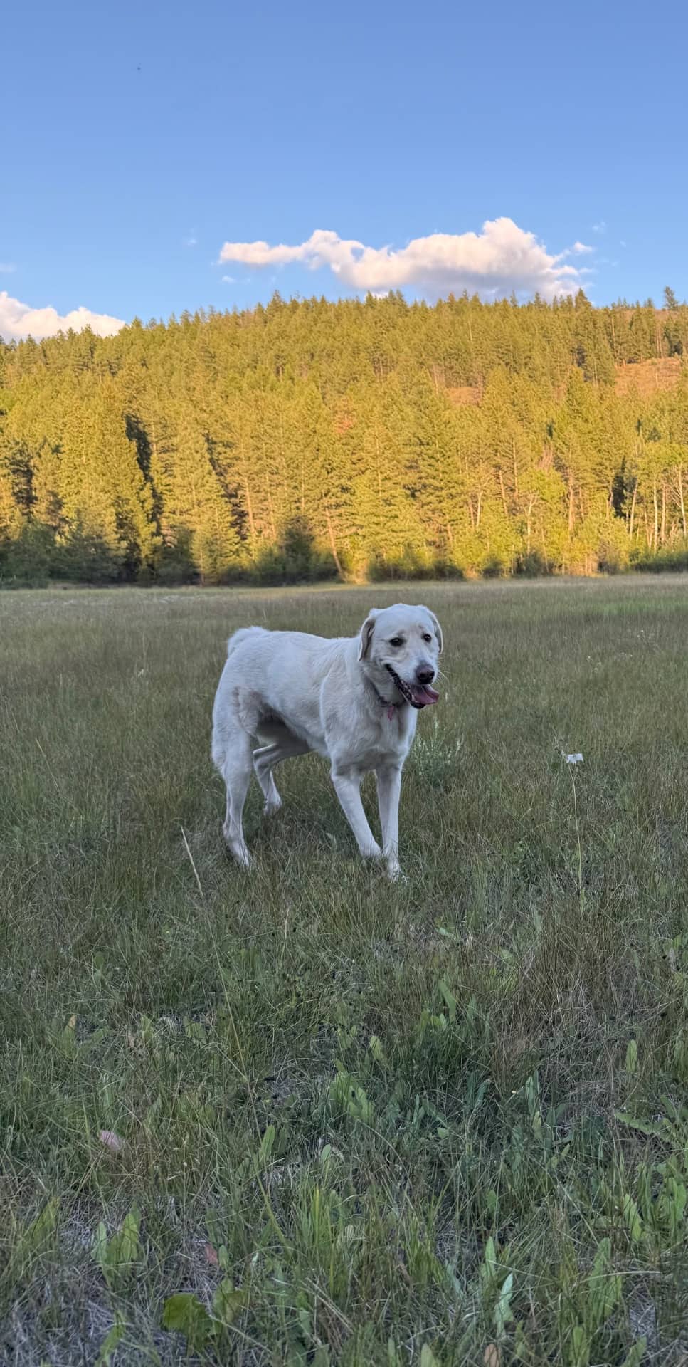 Mochi - Maremma/Lab mix available for adoption at Owner Rehoming in Calgary (1 of 3)