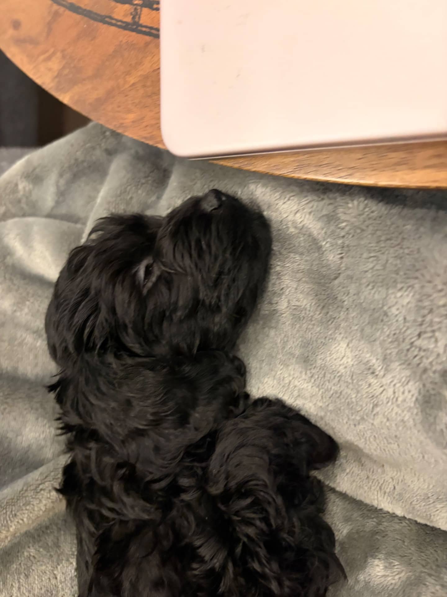 Pet - Maltipoo available for adoption at Owner Rehoming in Toronto (1 of 3)