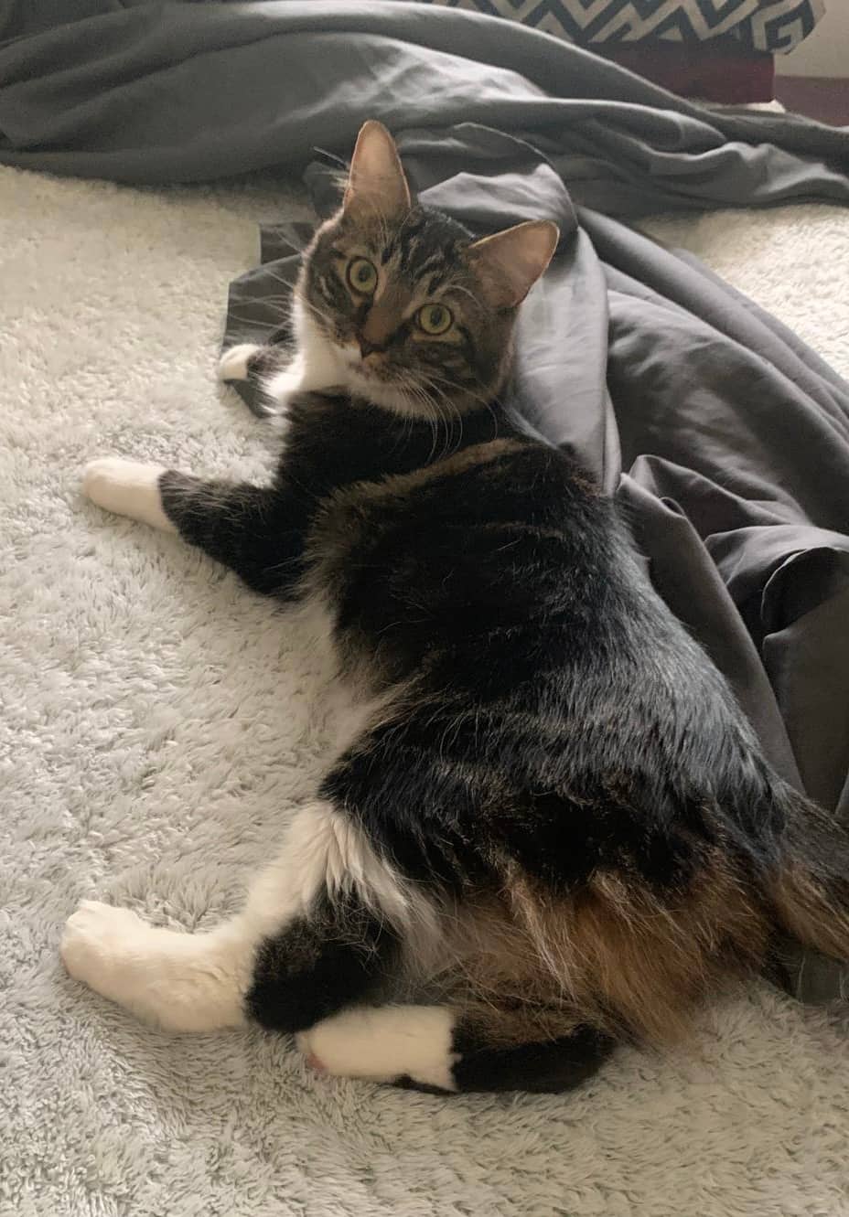 Nyla and Ella - Domestic Shorthair available for adoption