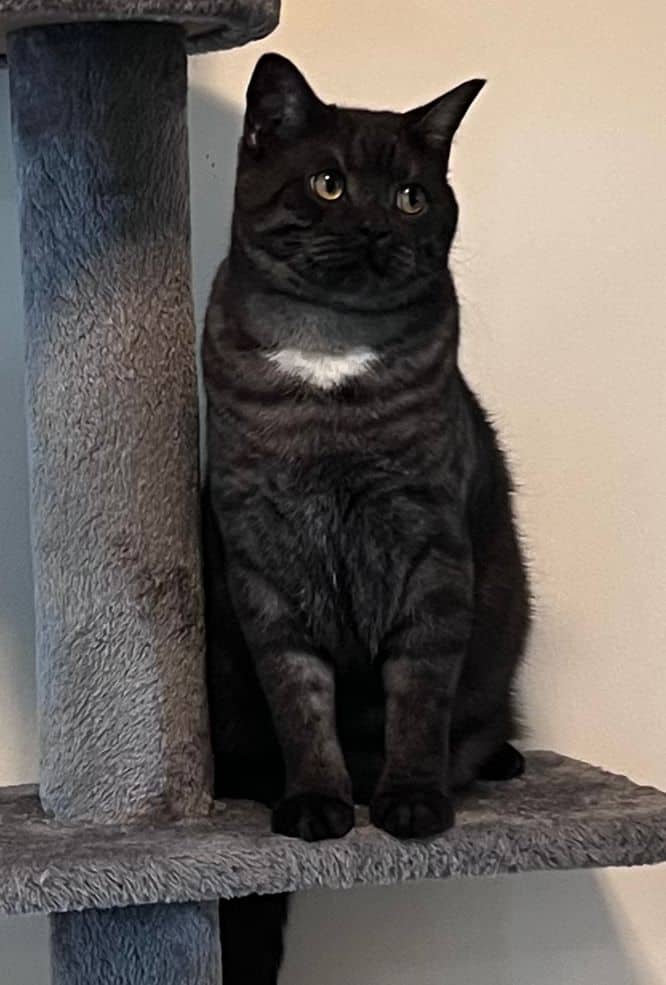 Noel - Domestic Shorthair available for adoption