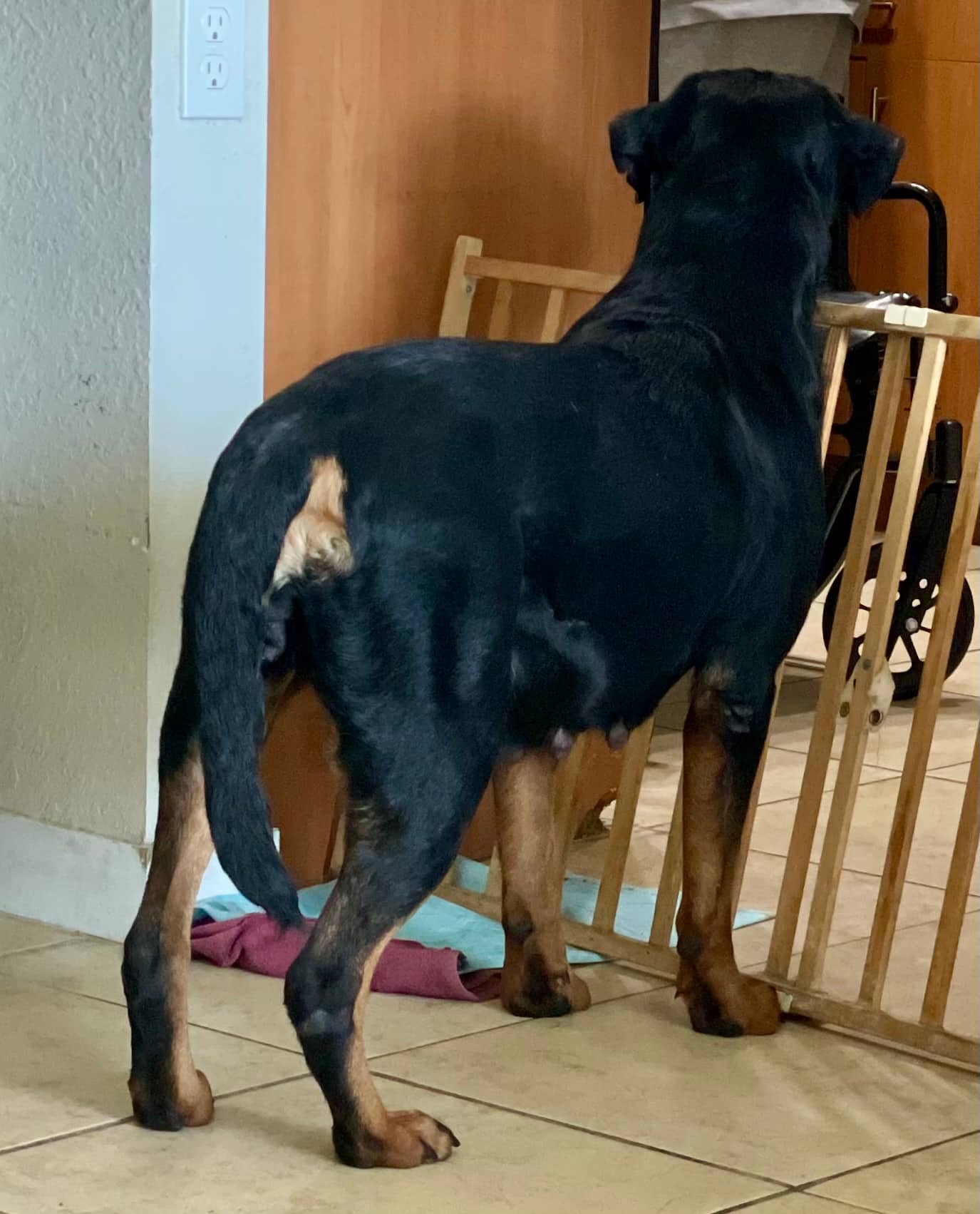 Zata - Rottweiler available for adoption at Owner Rehoming in Calgary (1 of 3)