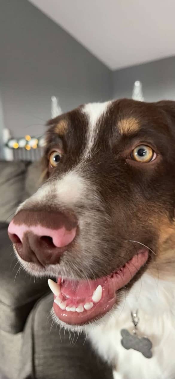Tucker - Australian Shepherd available for adoption at Owner Rehoming in Kawartha Lakes (1 of 3)