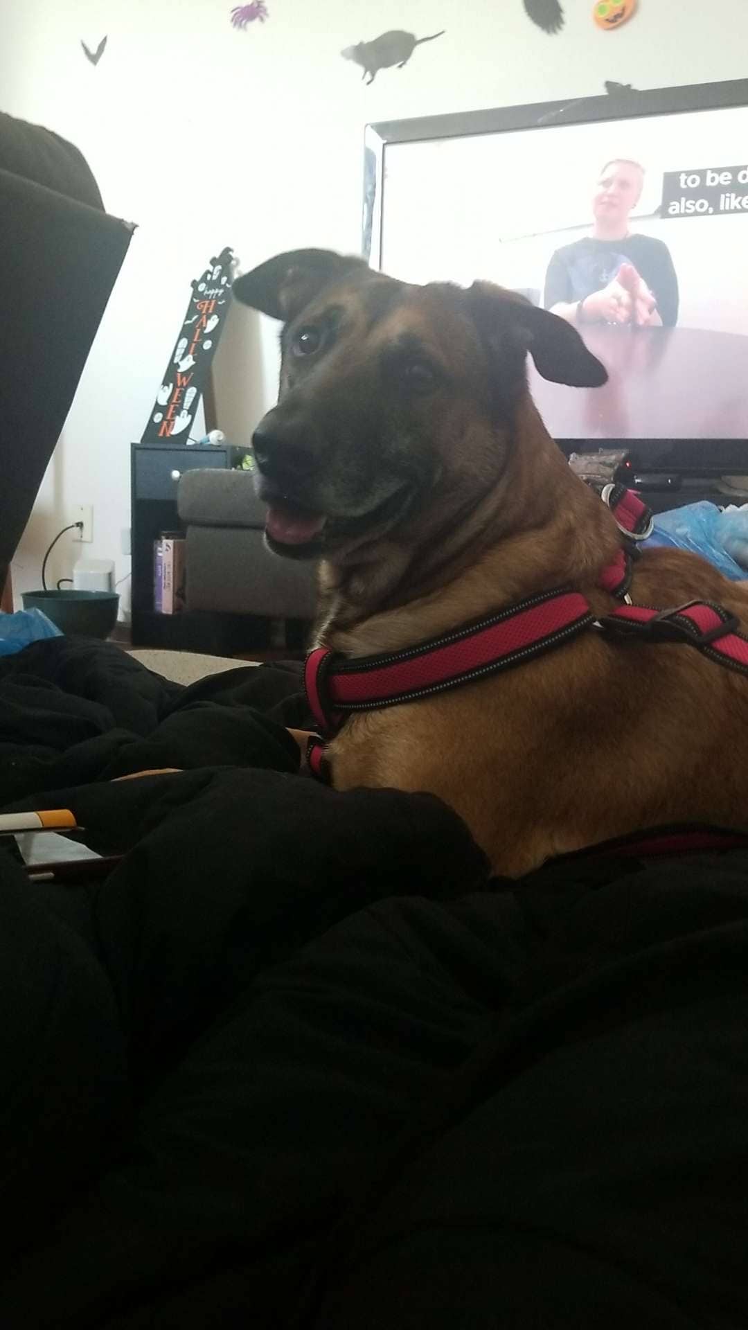Nikki - German Shepherd mix available for adoption at Owner Rehoming in Ottawa (1 of 2)