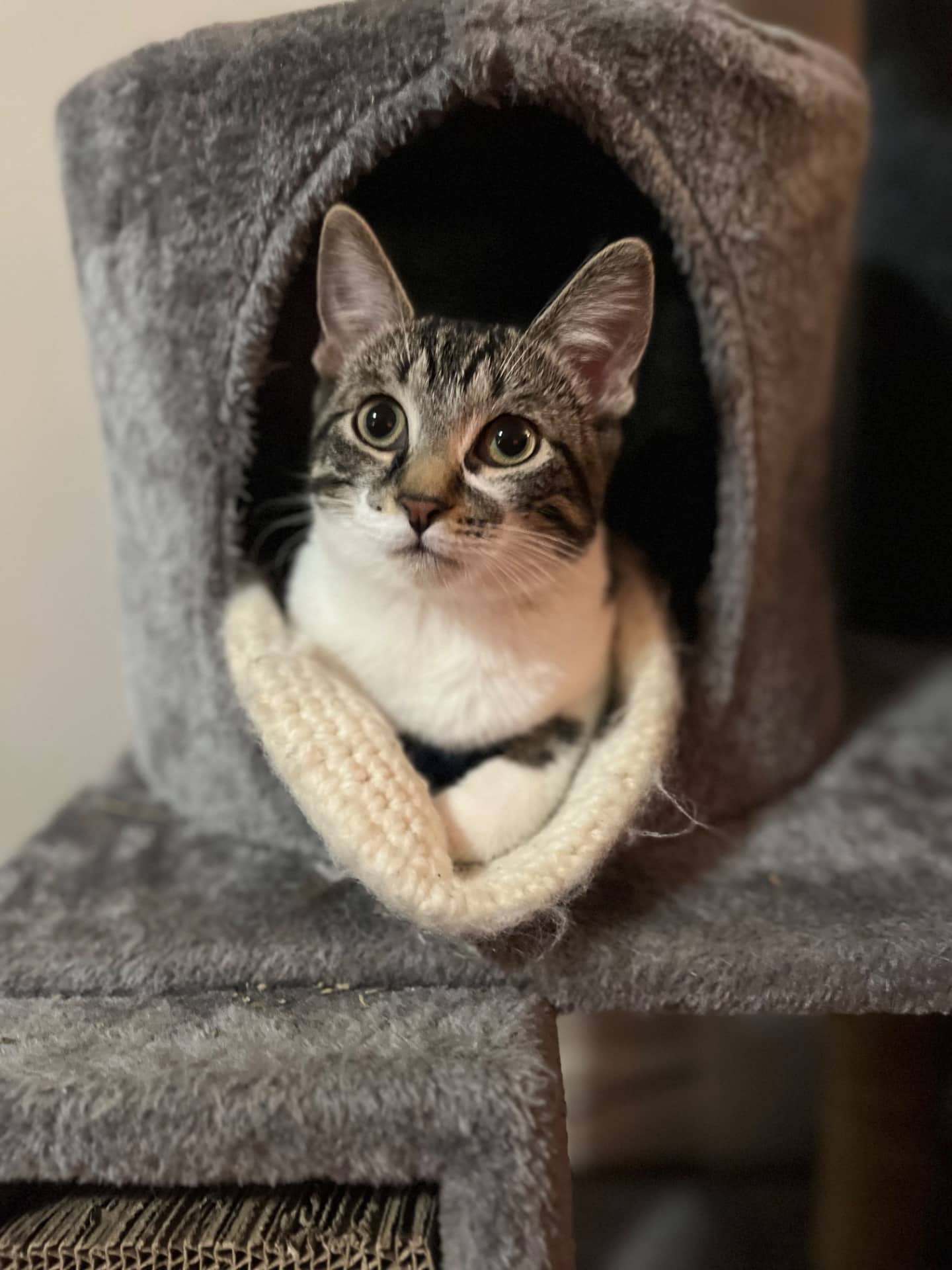 Deana - Domestic Shorthair available for adoption